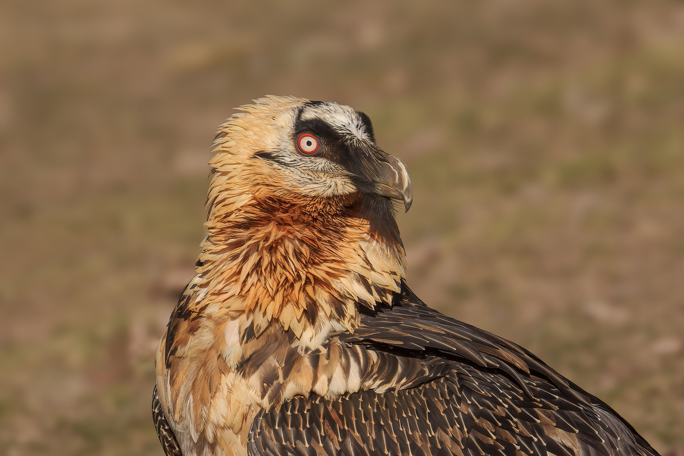 Ritratto di gipeto adulto