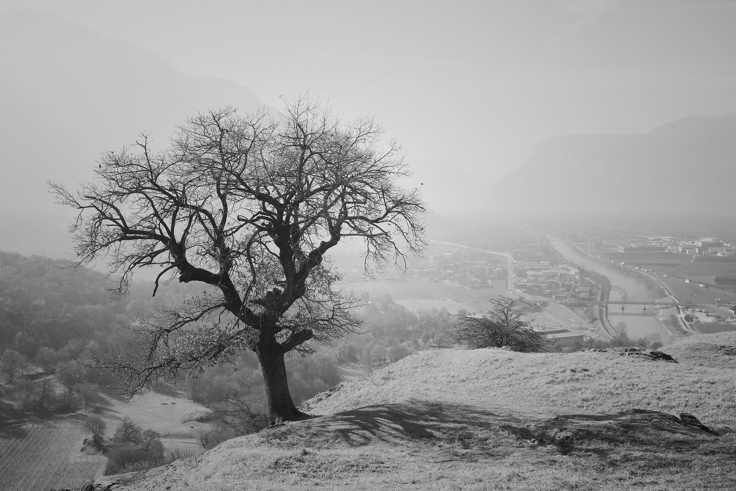 -l'albero fuori posto-