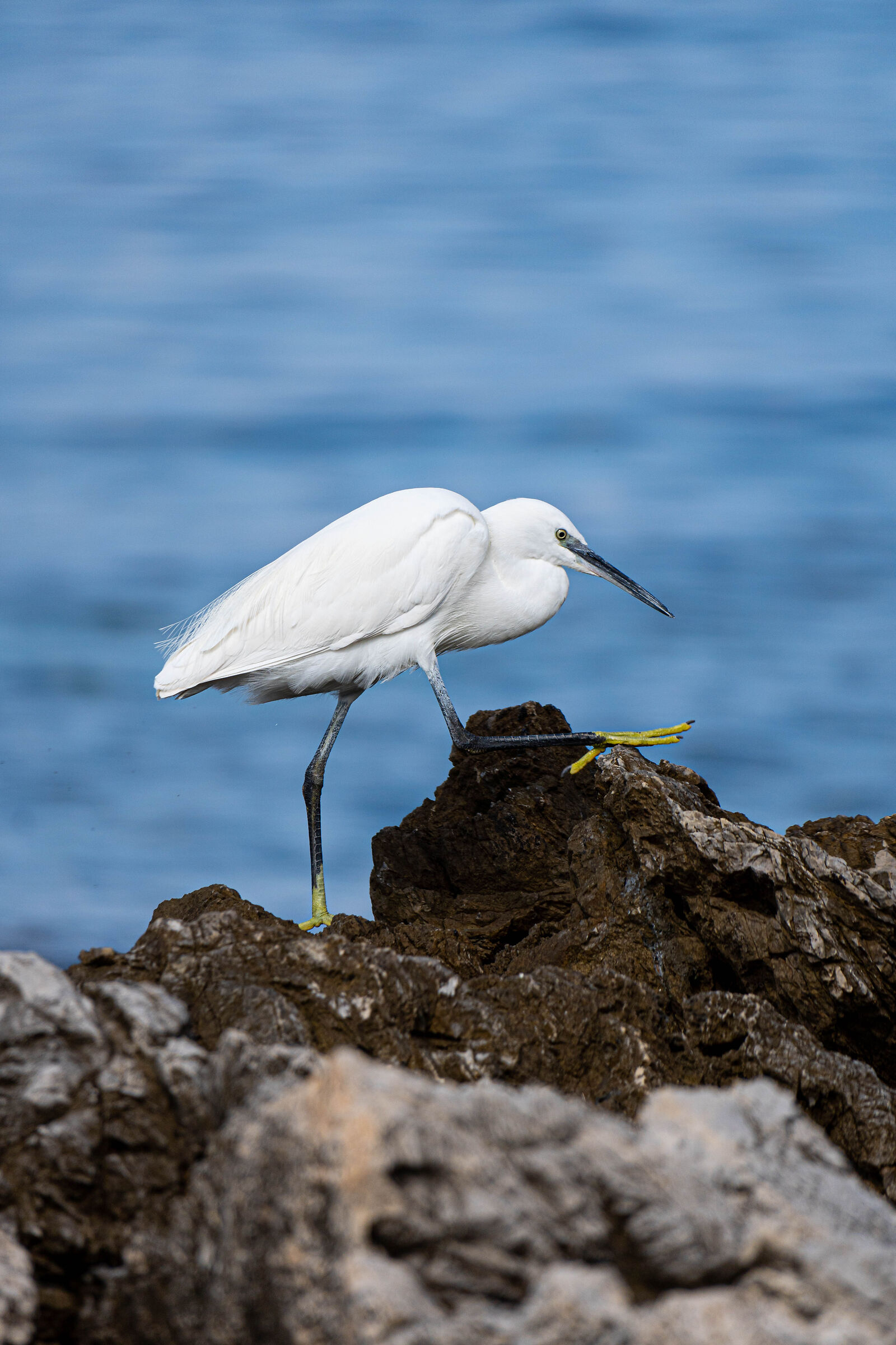 Egretta garzetta