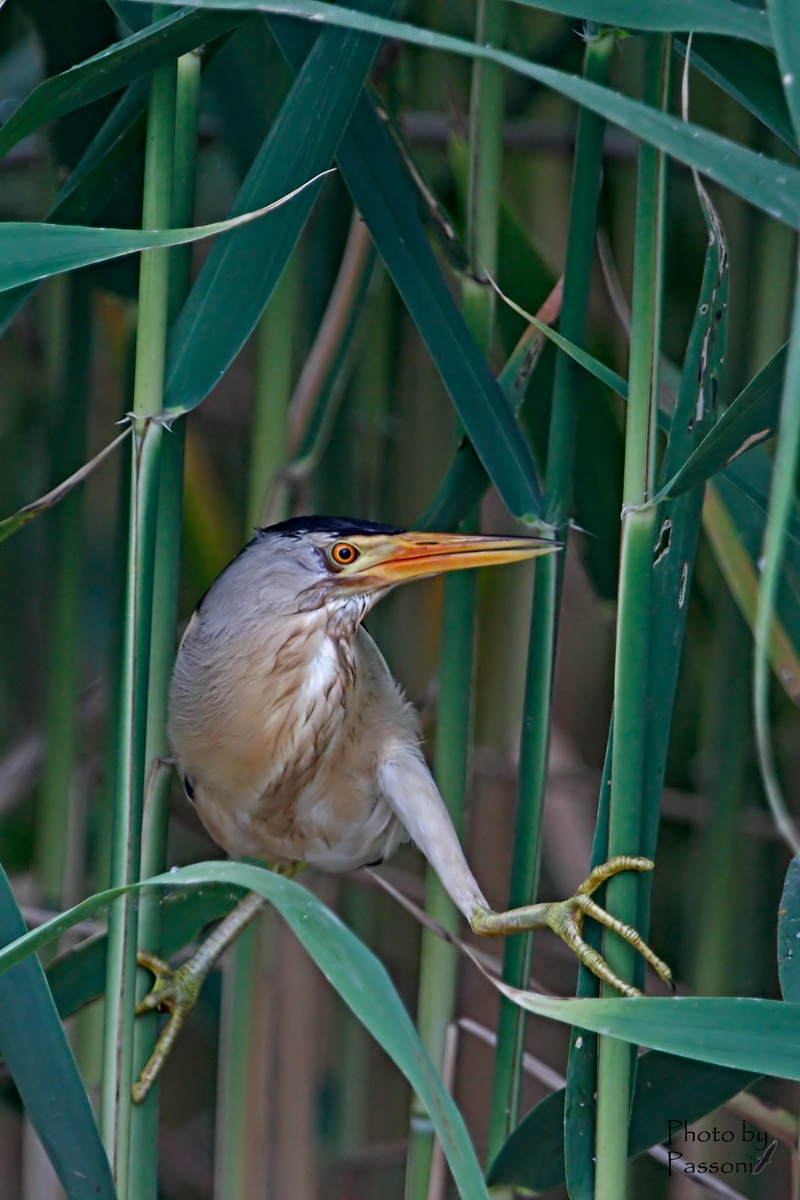 Male Little Bittern!