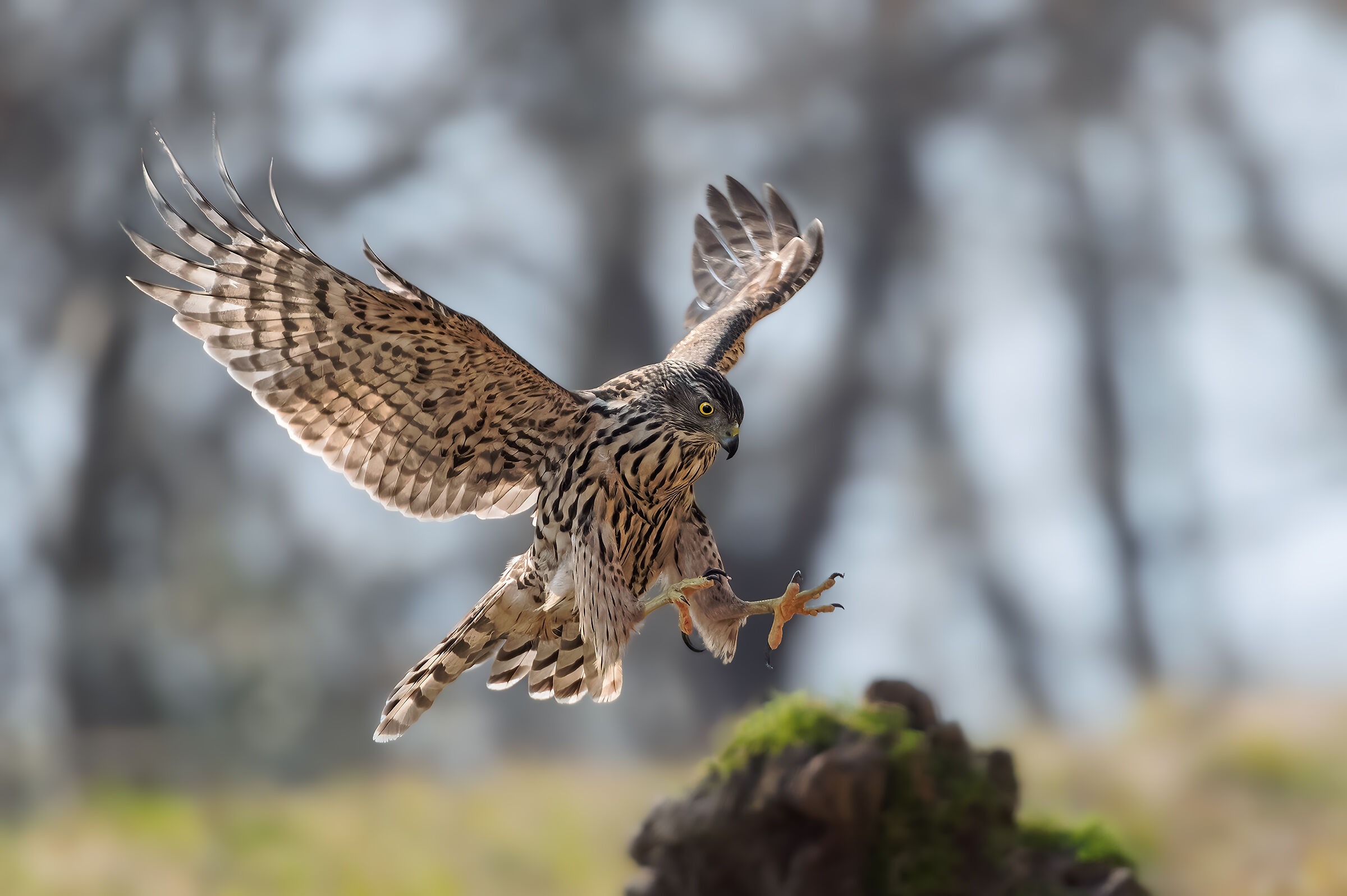 Abile predatore