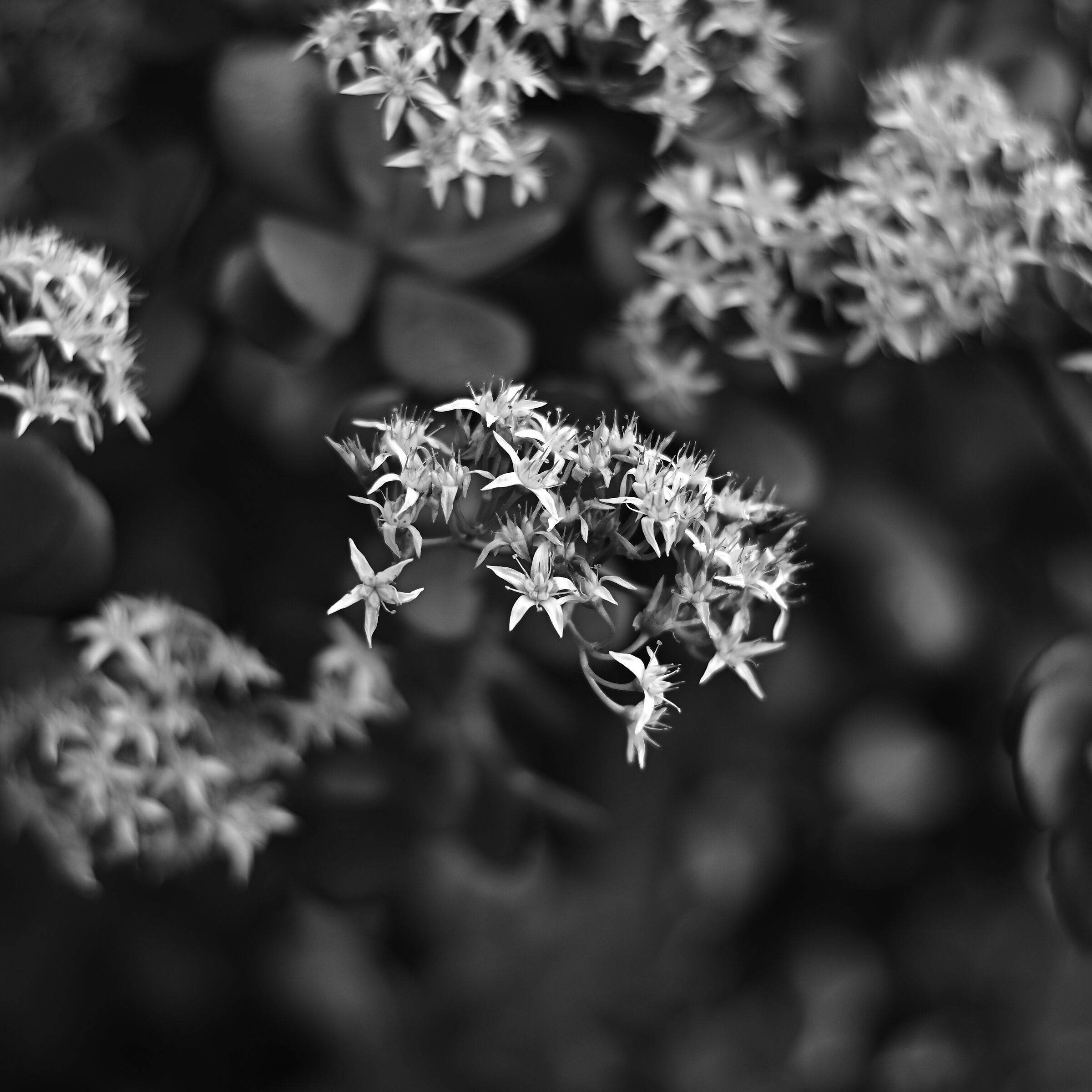 Senza Titolo