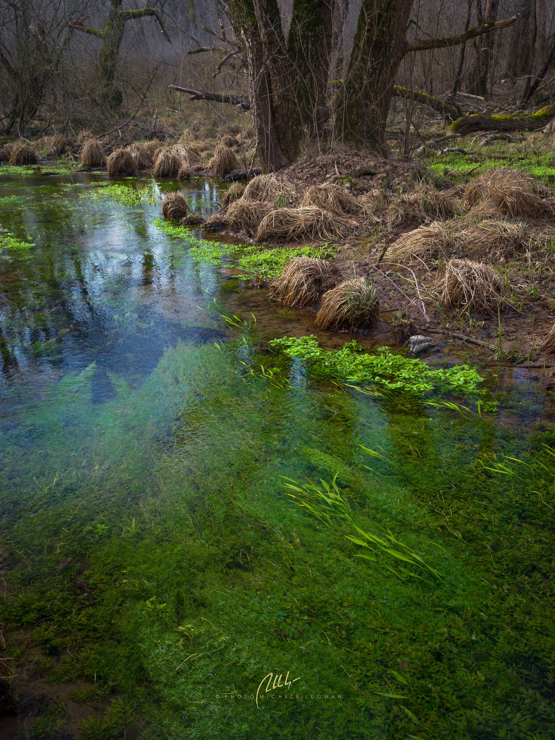 source in the mossy forest