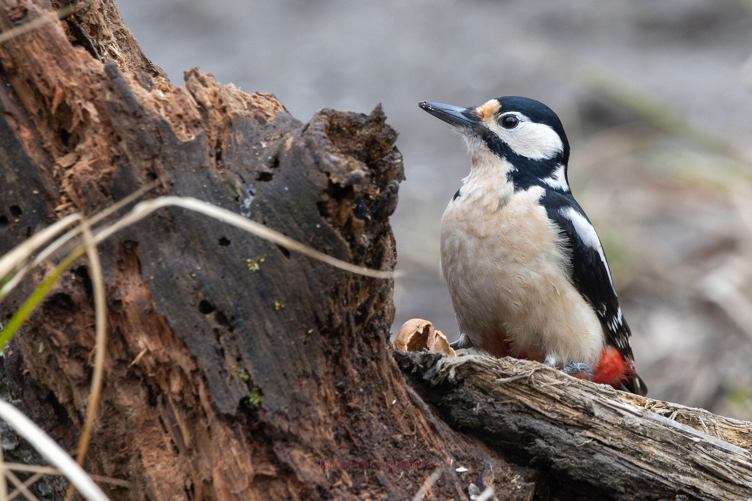 A woodpecker that looks like a penguin