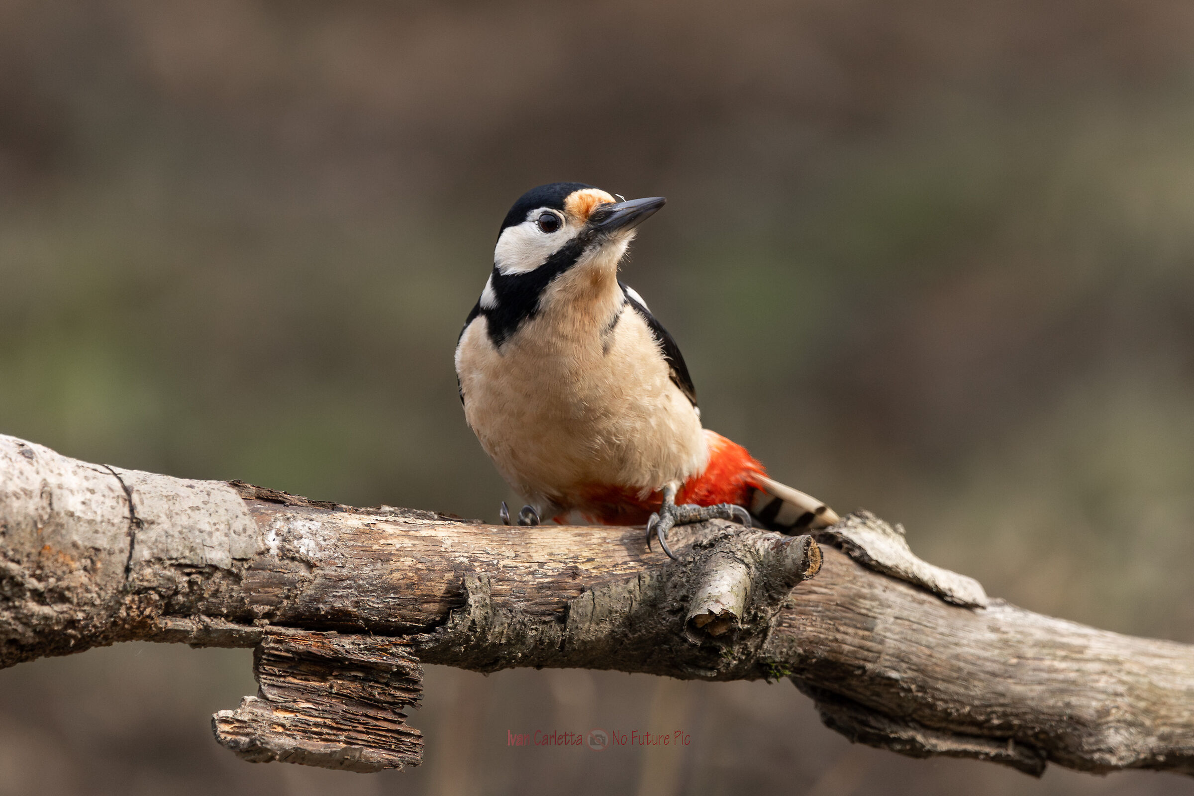 Female Great Spotted Woodpecker