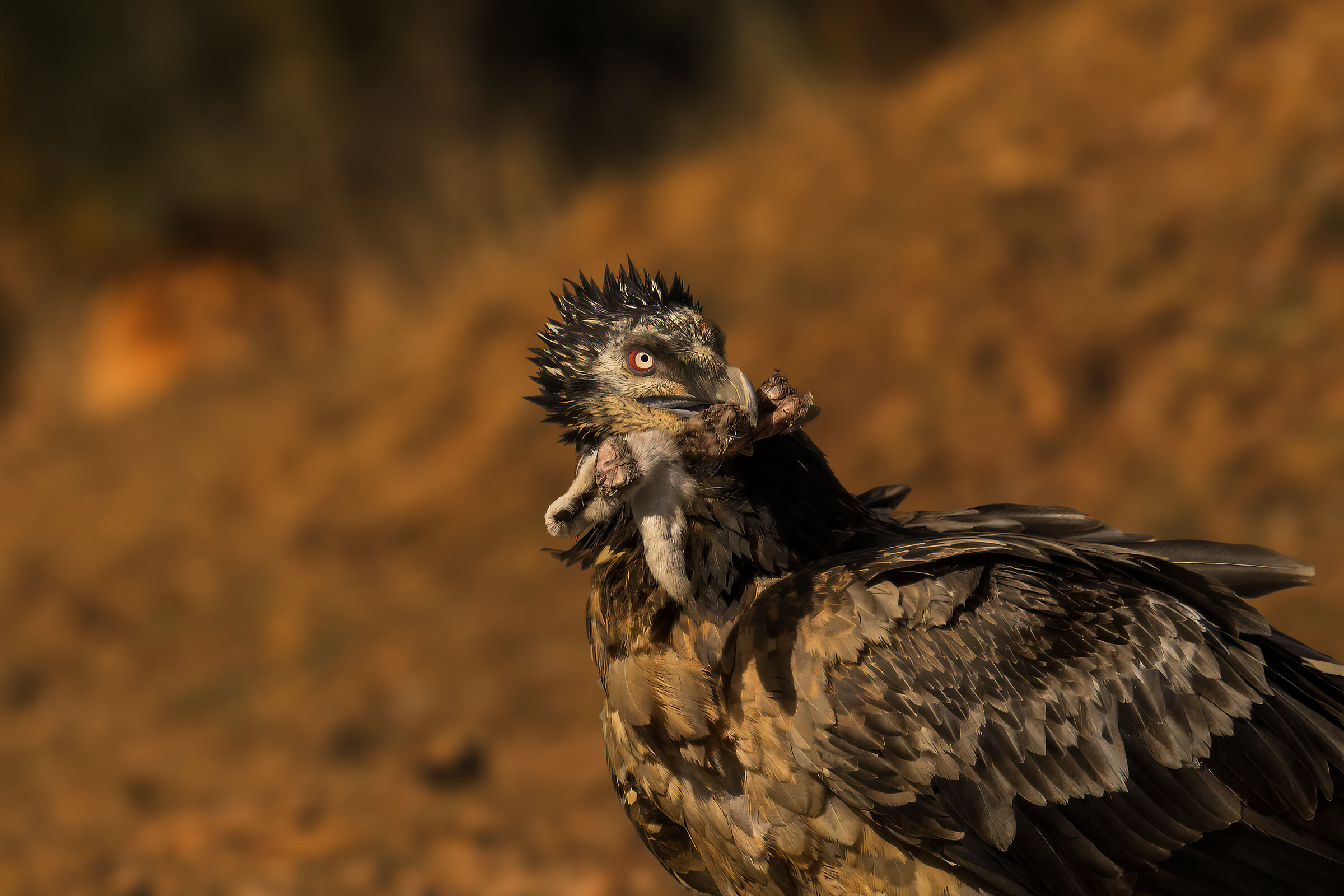 Ancora ritrattone di gipeto