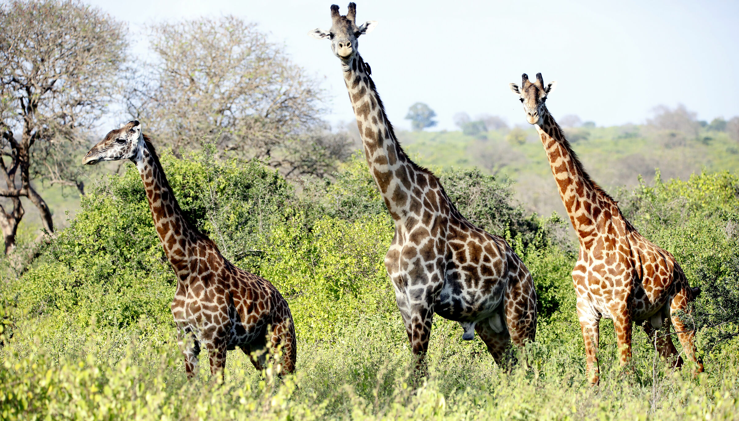 giraffes