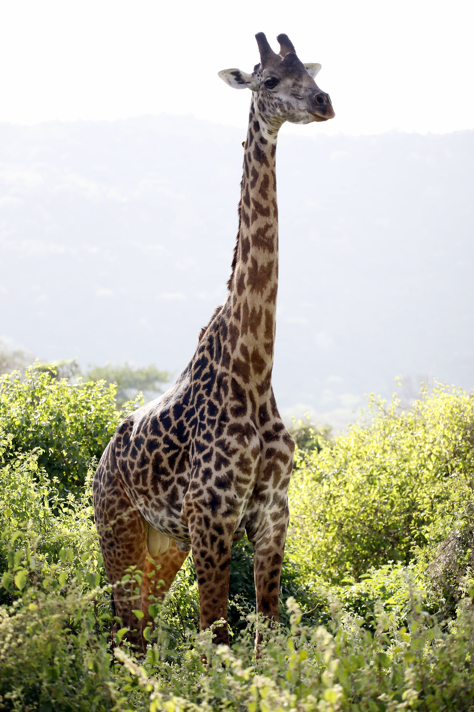 giraffe
