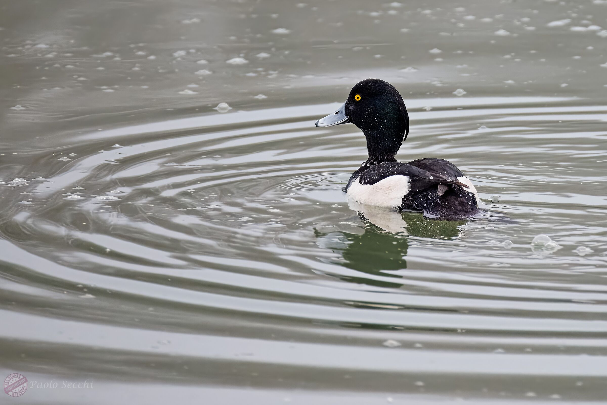 Etro-Asian Duck (Aythya fuligula)
