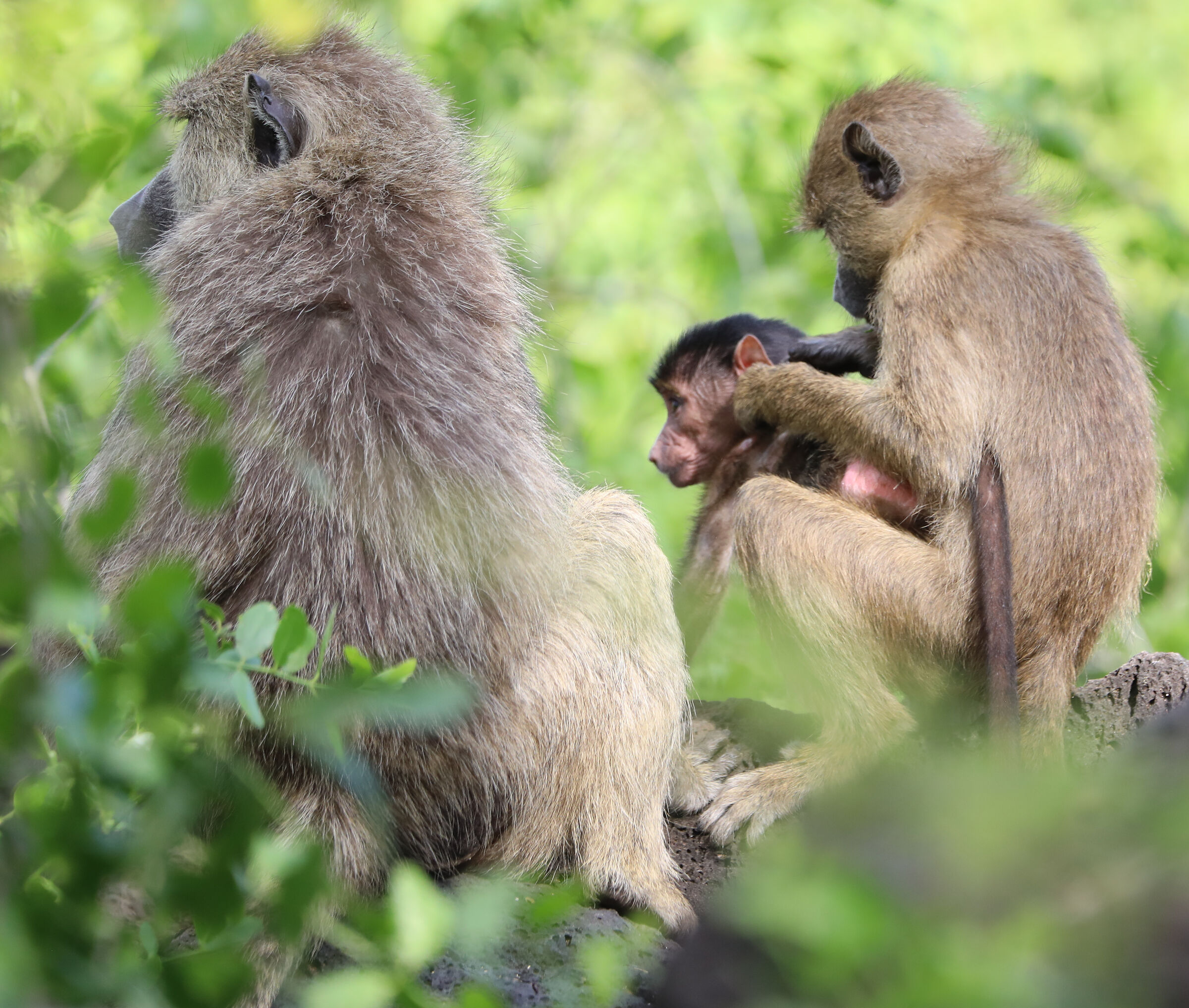 Family grooming