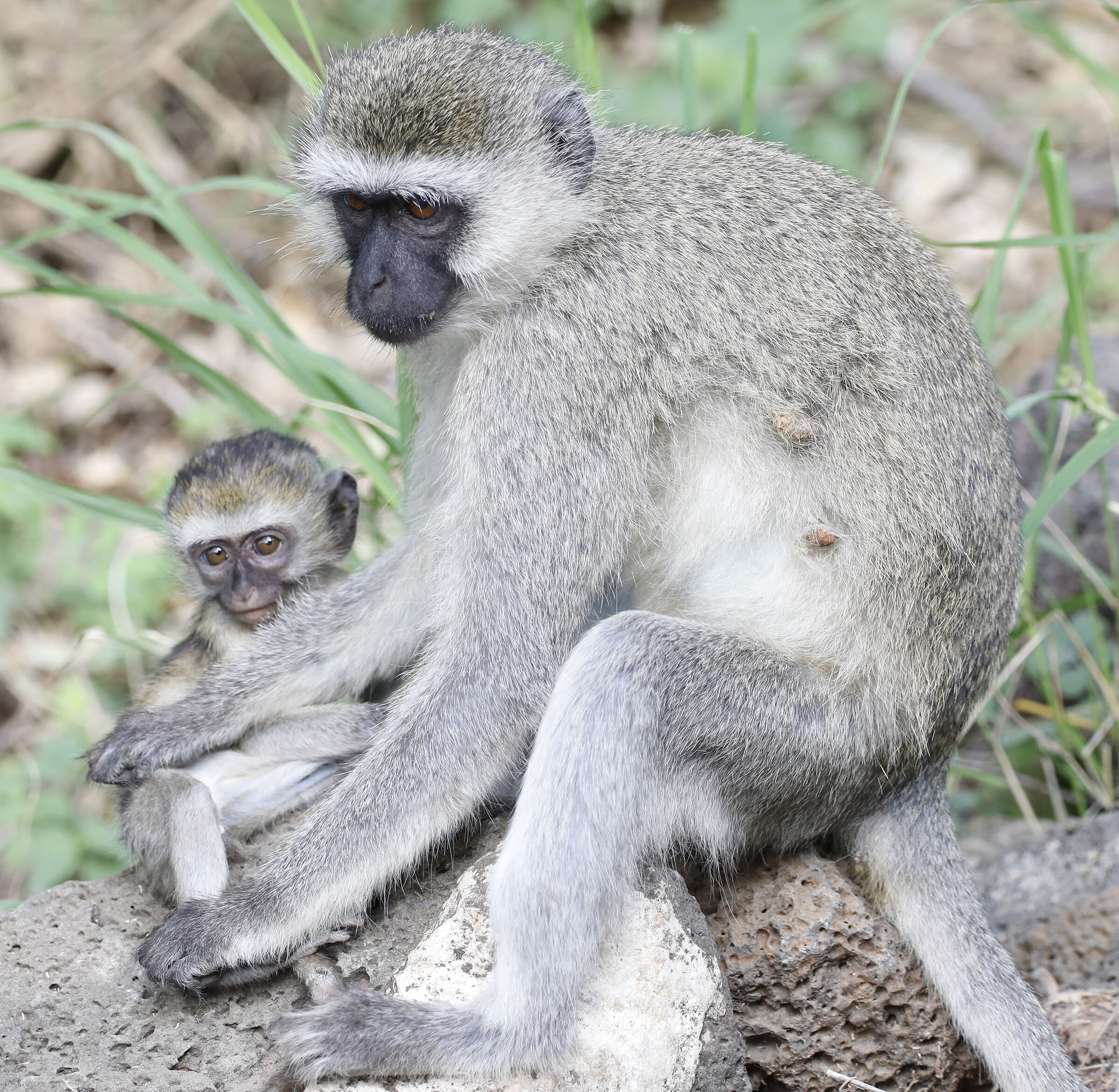 Grooming