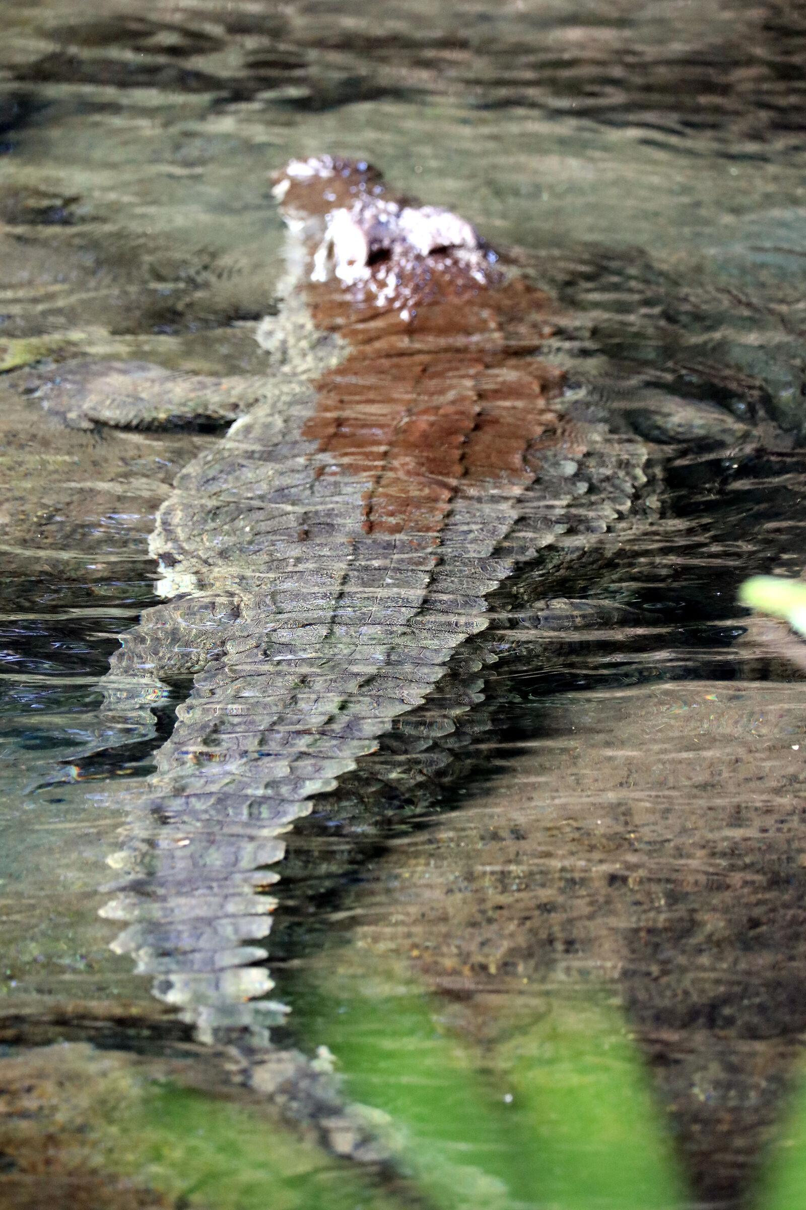 crocodile