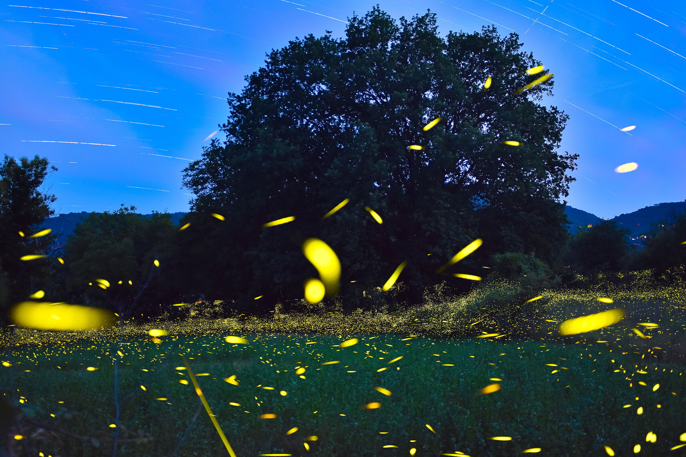 Fireflies