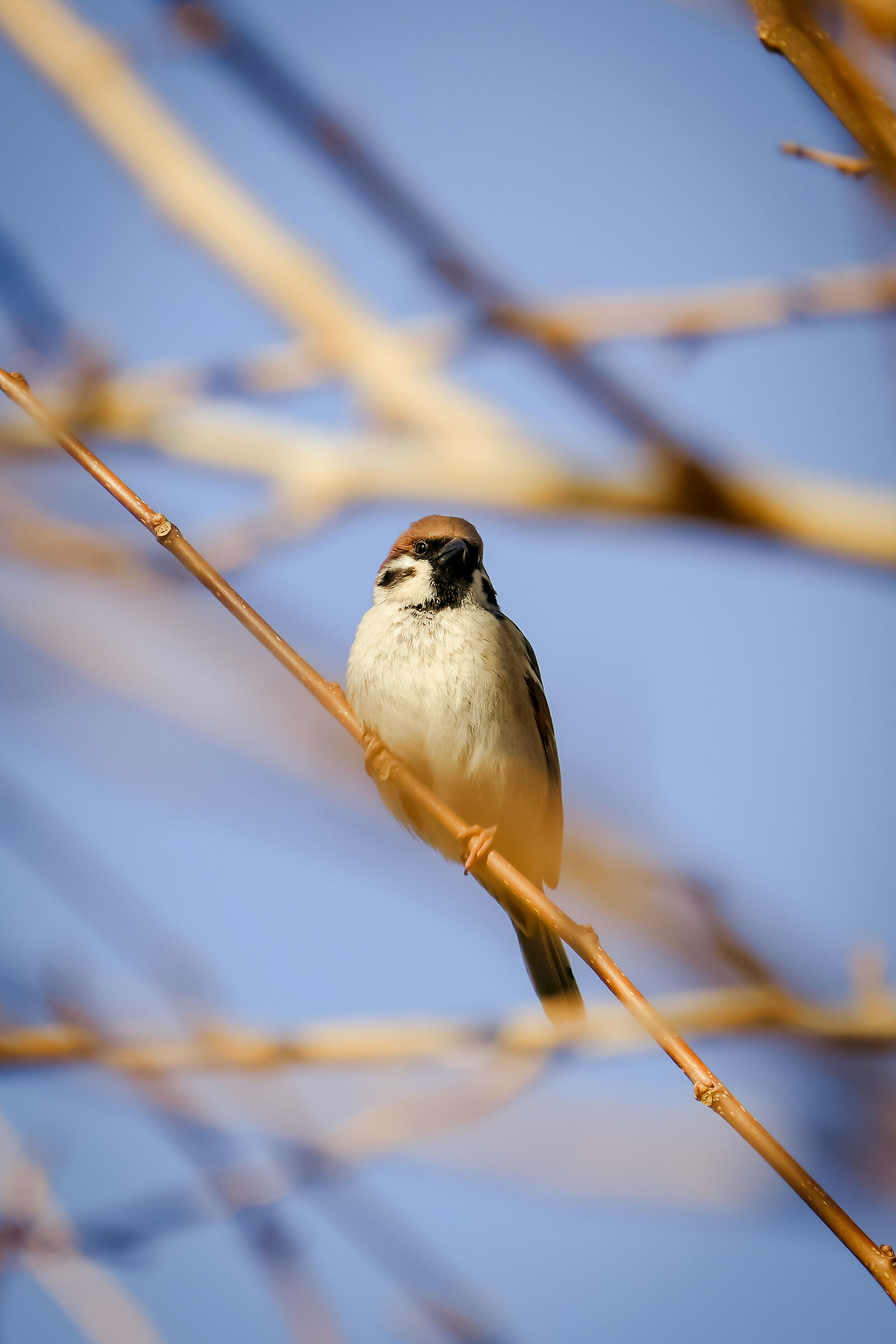 Un piccolo Passero mattugiano alla ricerca di cibo