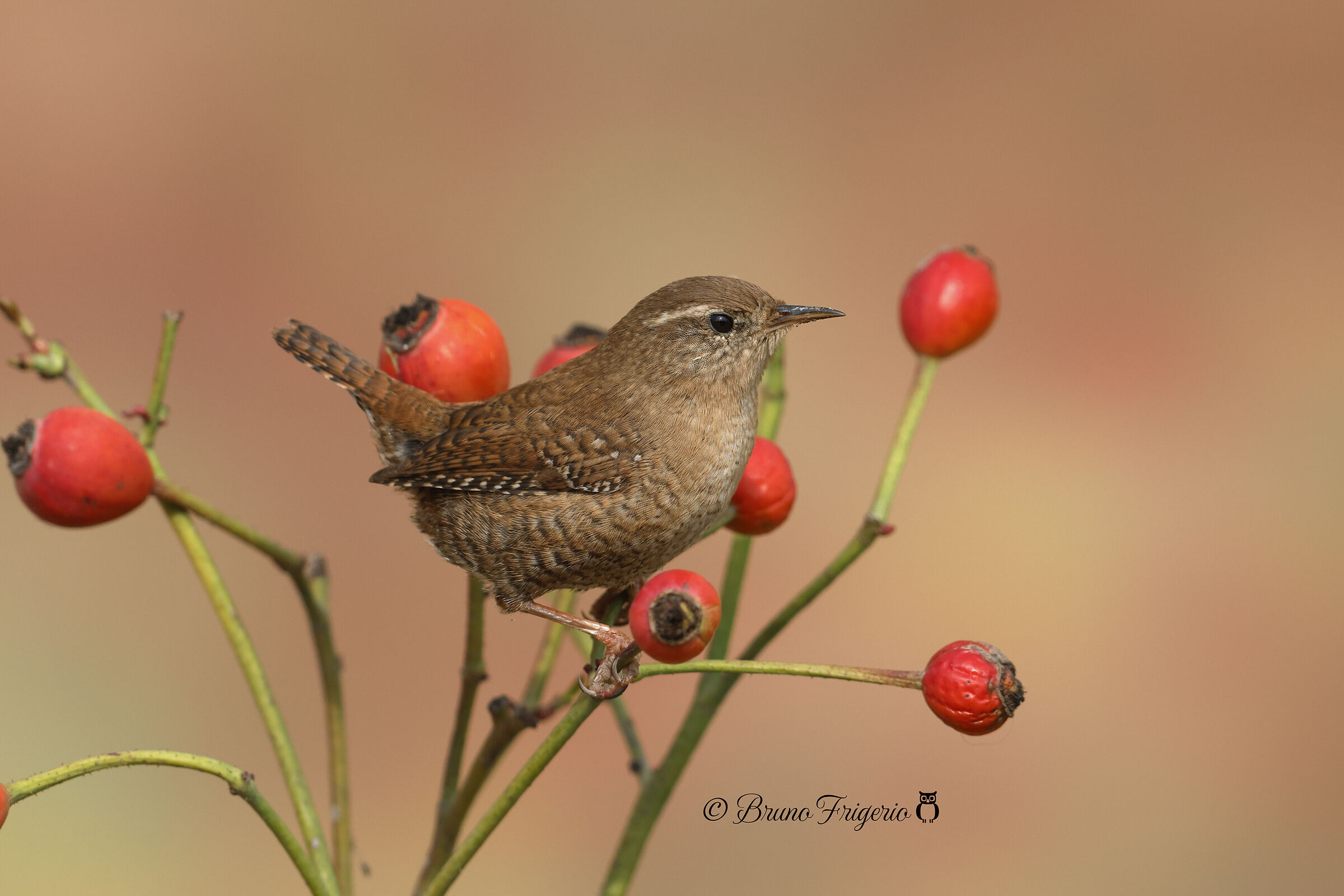 always the wren