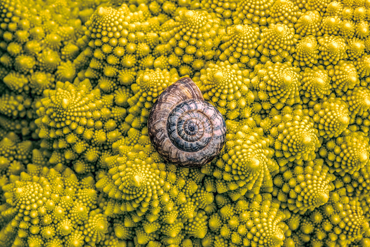 Snail II