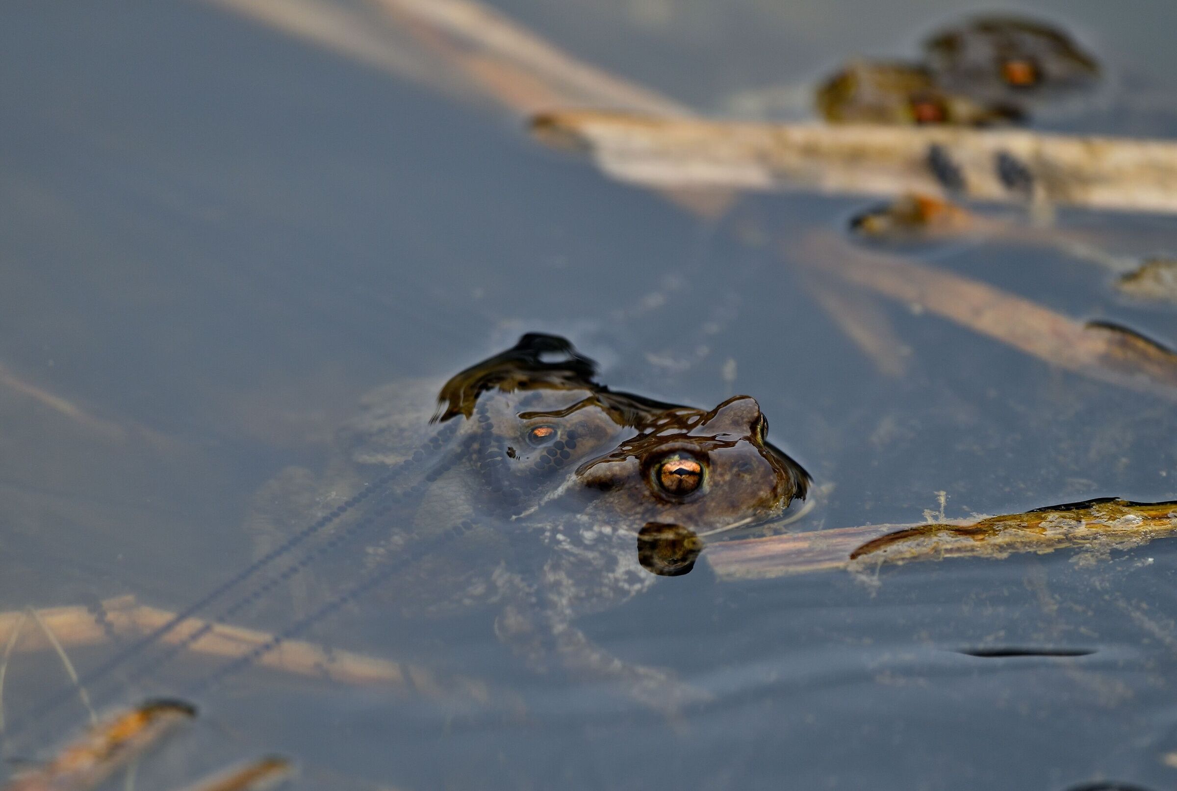 Common Toad Mating...