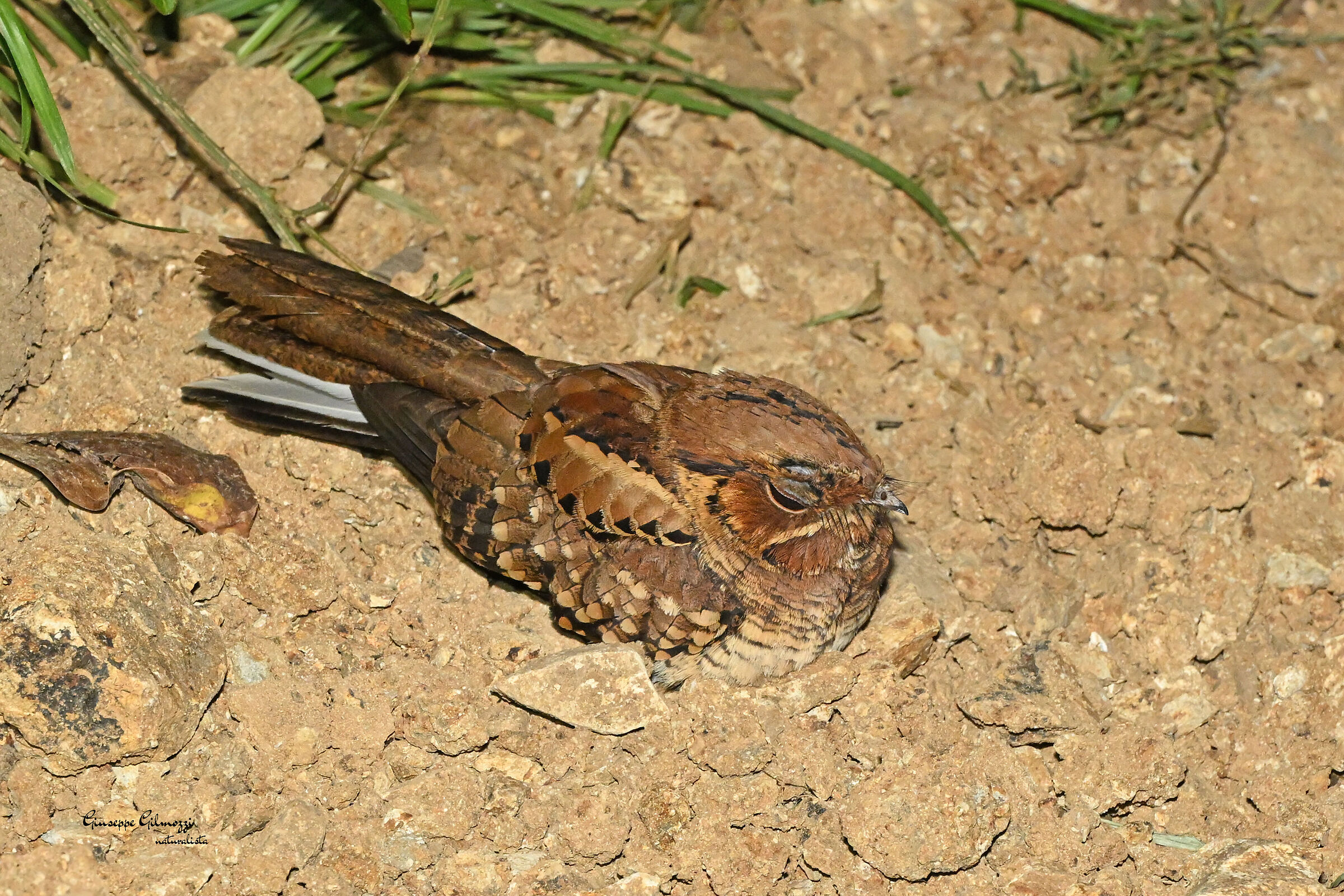 Succiacapre collobianco.