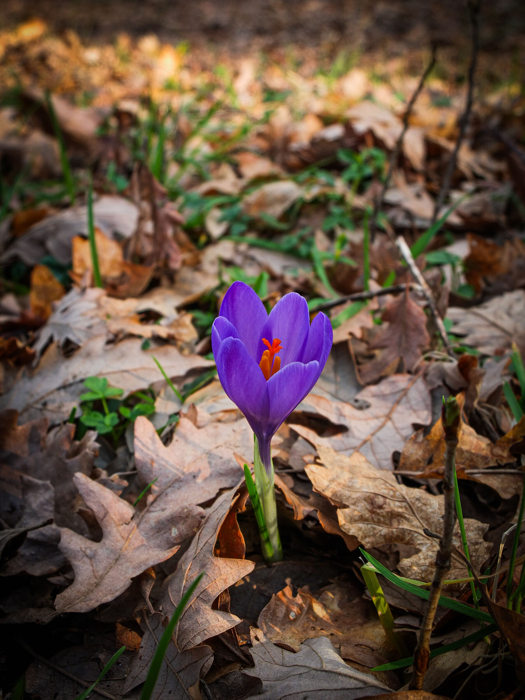 In the woods