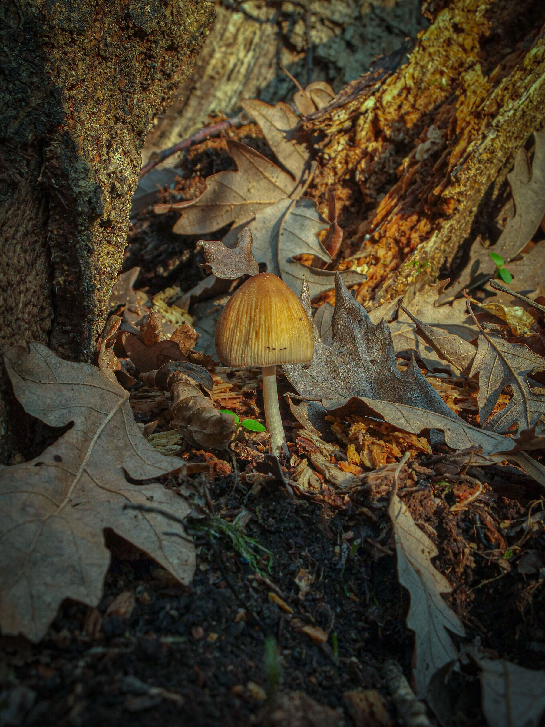 Mushroom