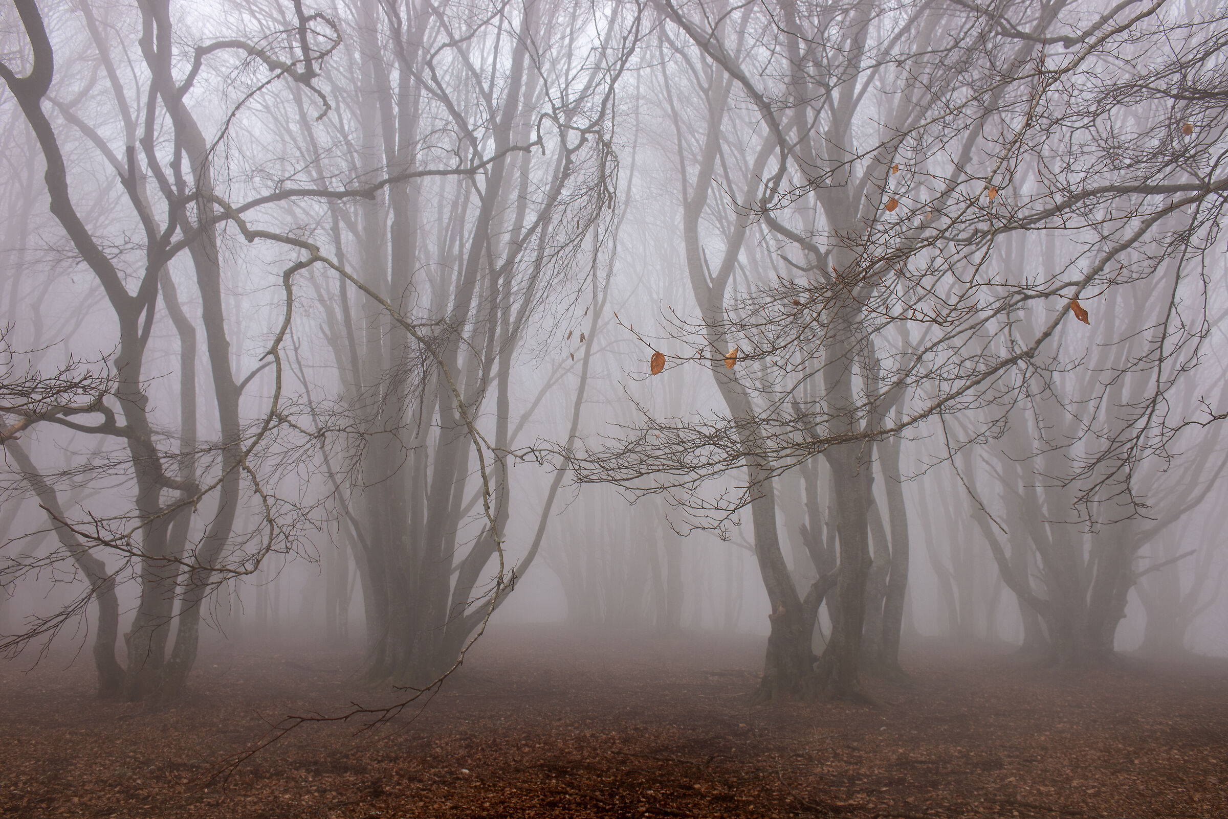 Canfaito d'inverno