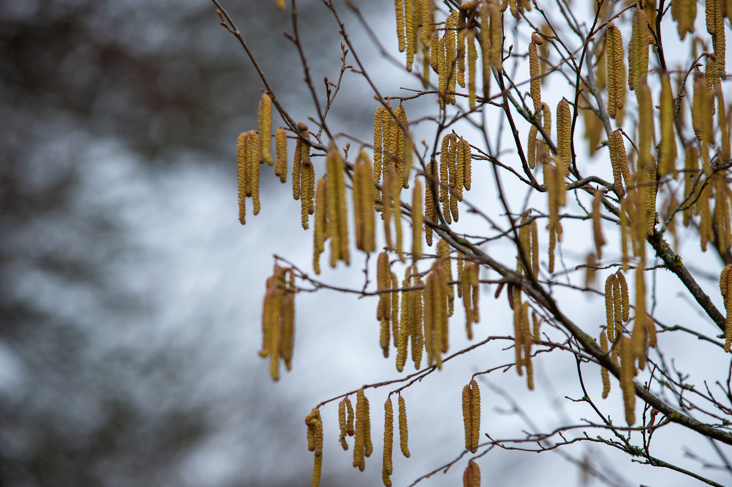 Canfaito d'inverno