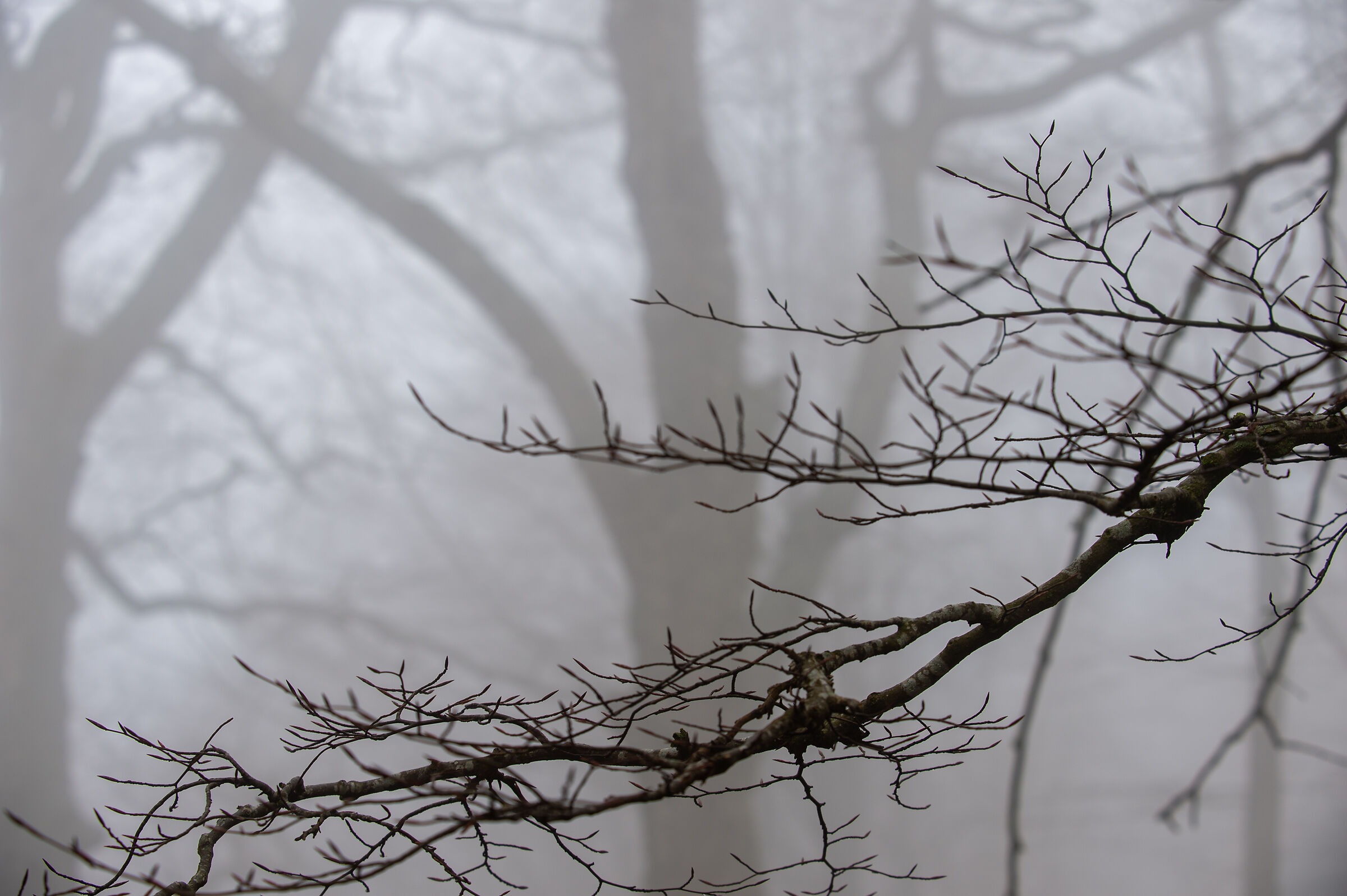 Canfaito d'inverno