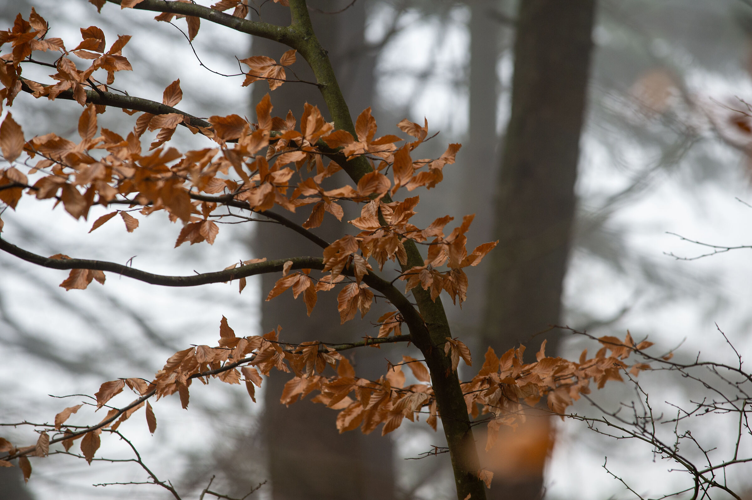 Canfaito d'inverno