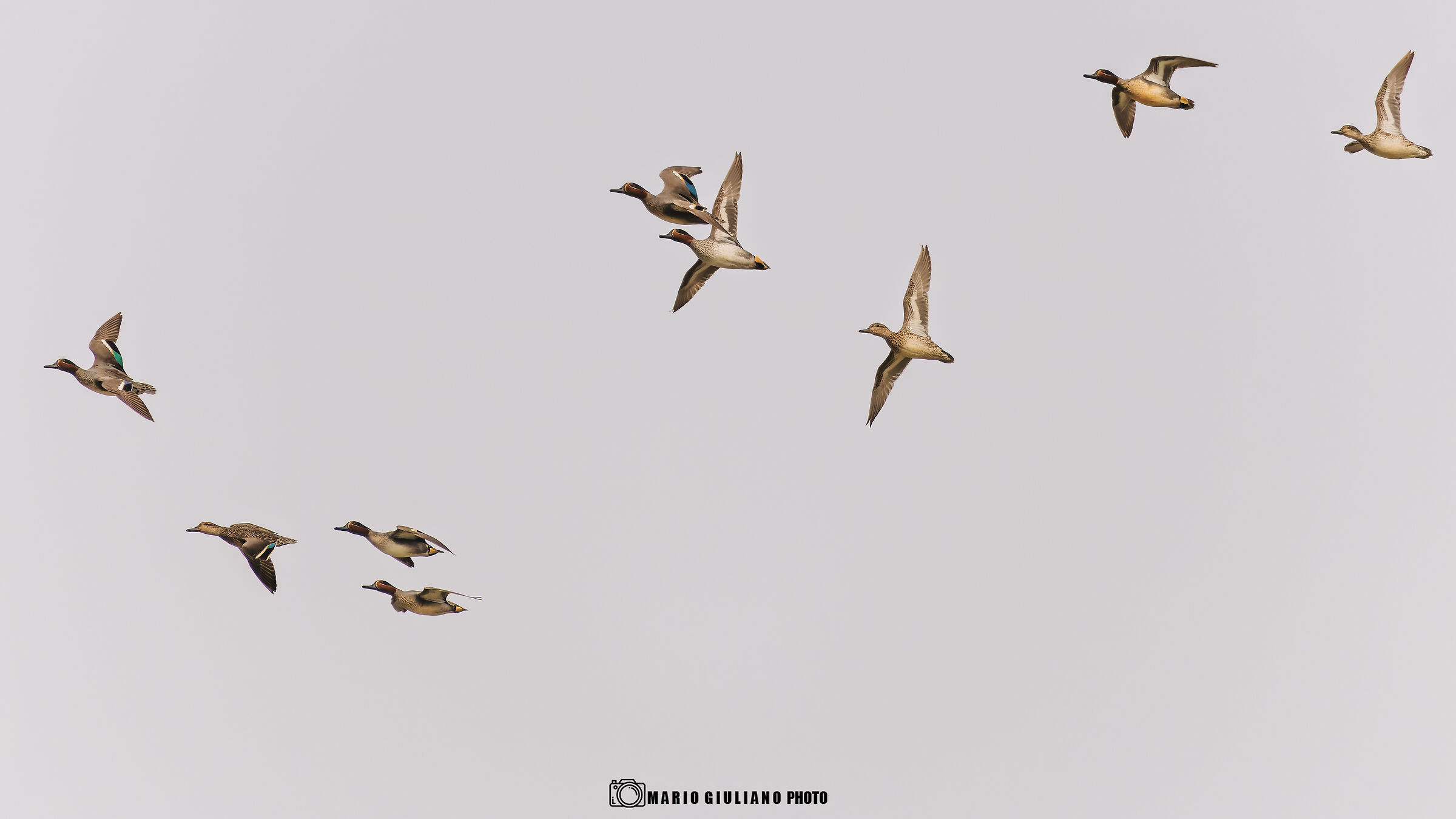 The flight of the teals