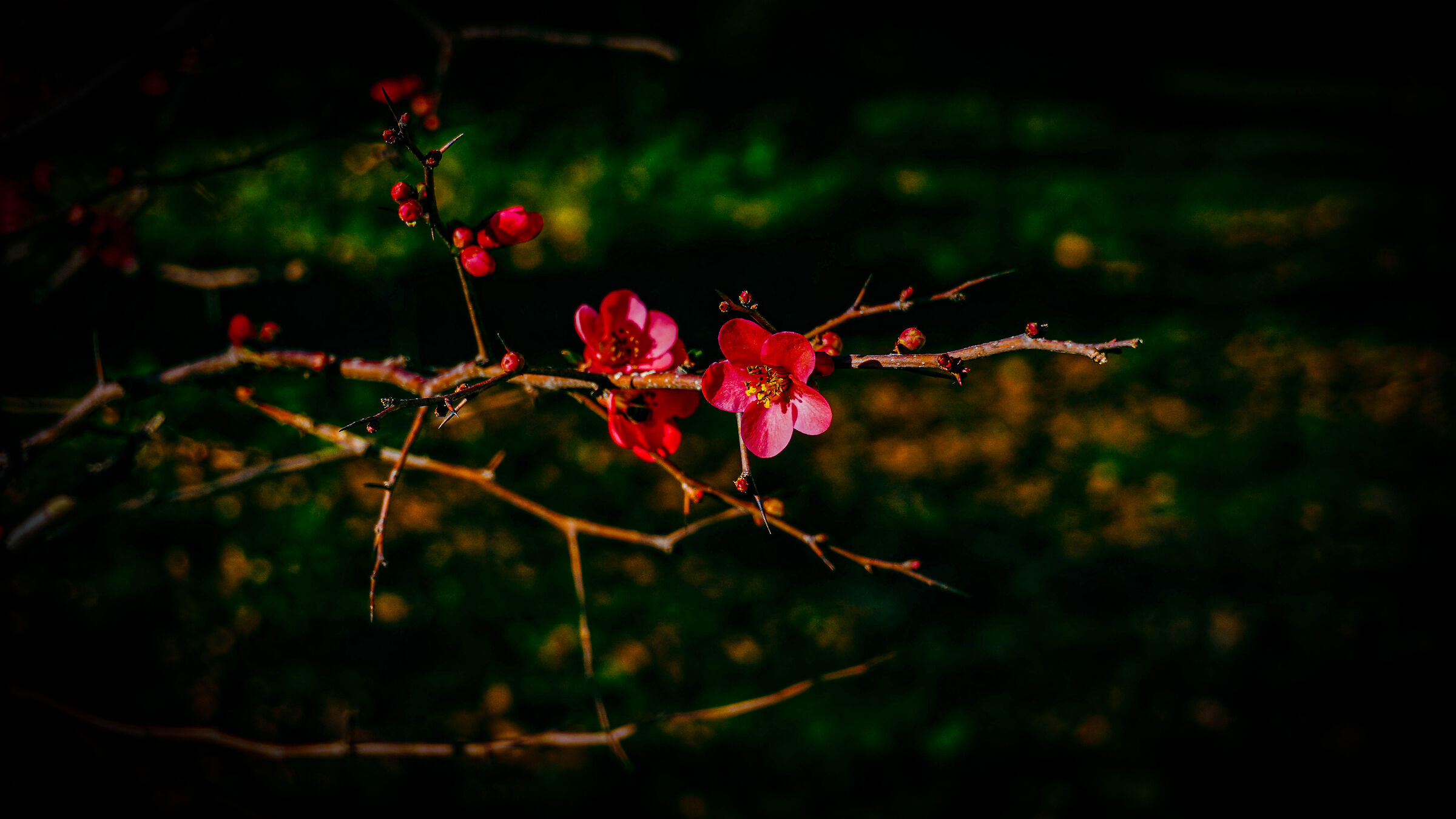 Purple on the Thorns