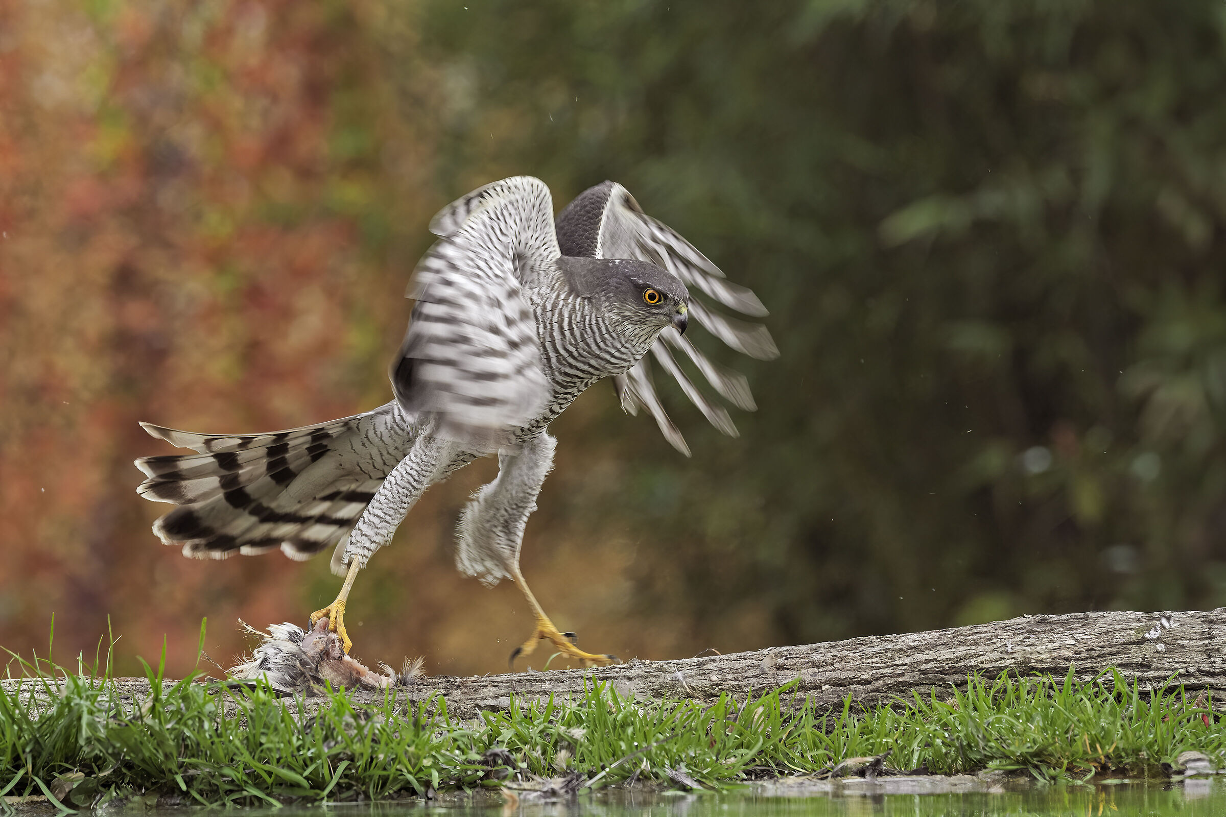 Sparviere ♀