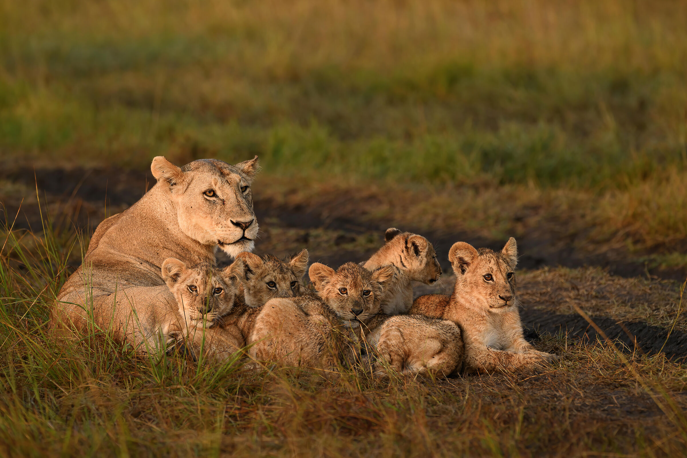 Almost perfect family