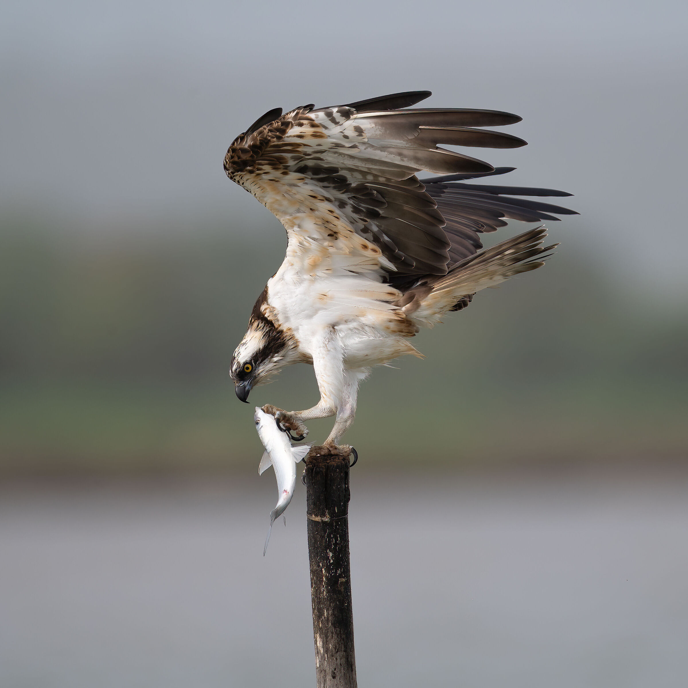 Osprey -Pandion haliaetus - Cabras - Sardinia