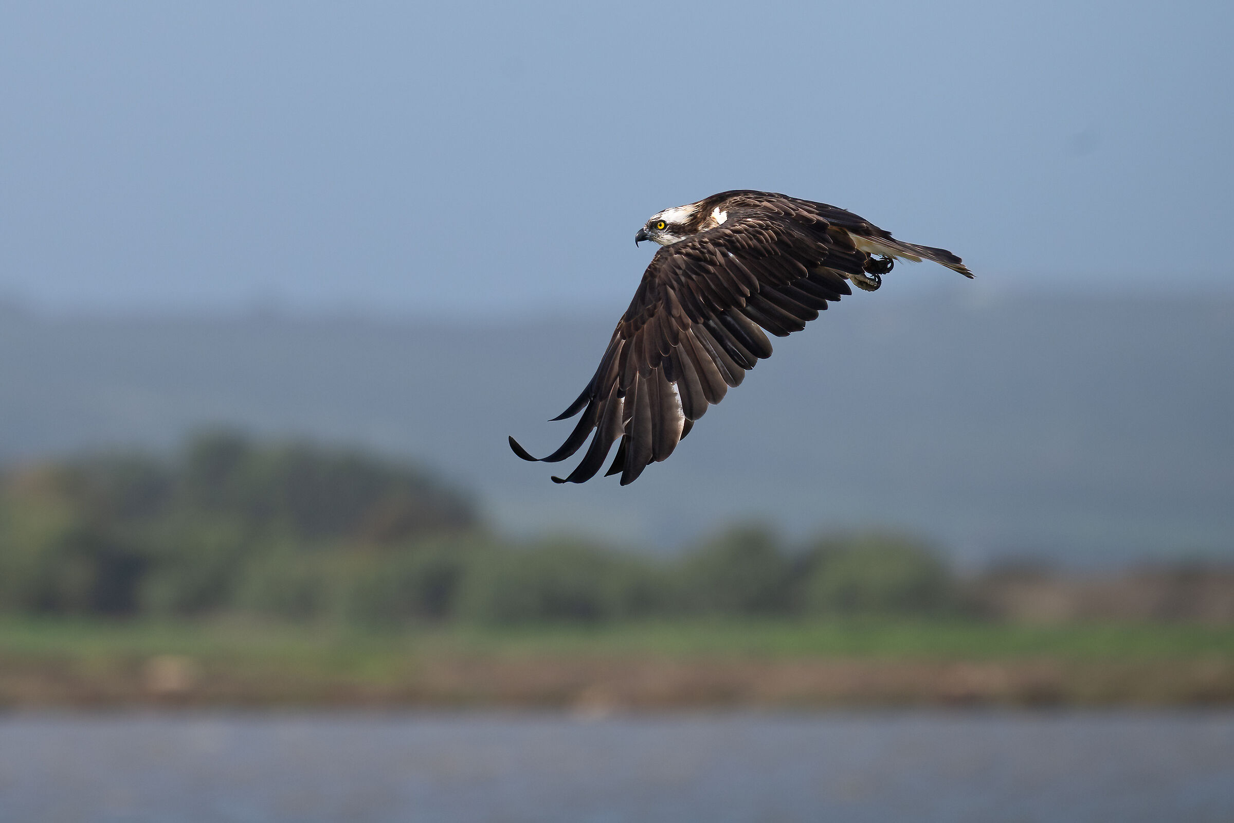 Osprey -Pandion haliaetus - Cabras - Sardinia