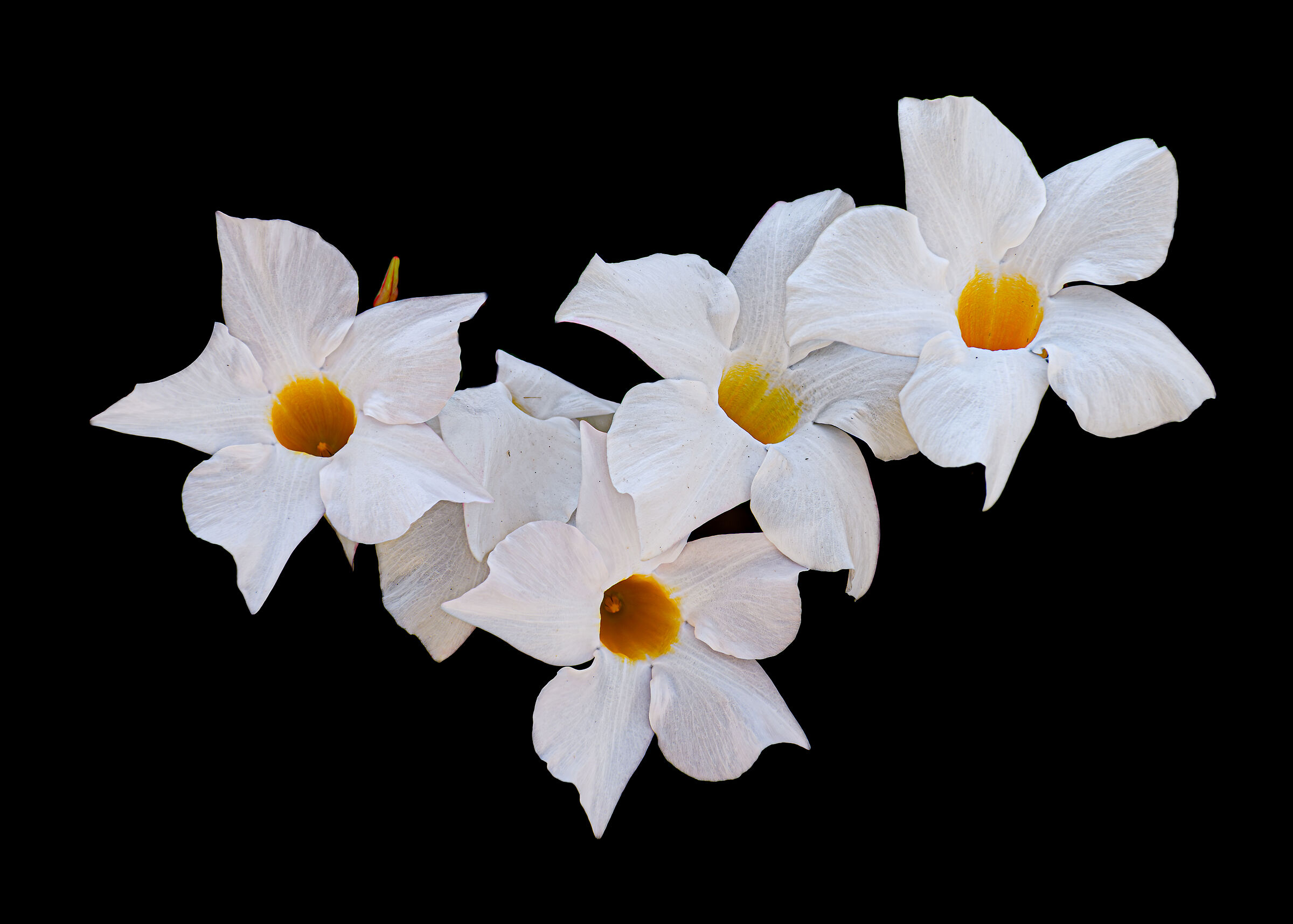 White dipladenia