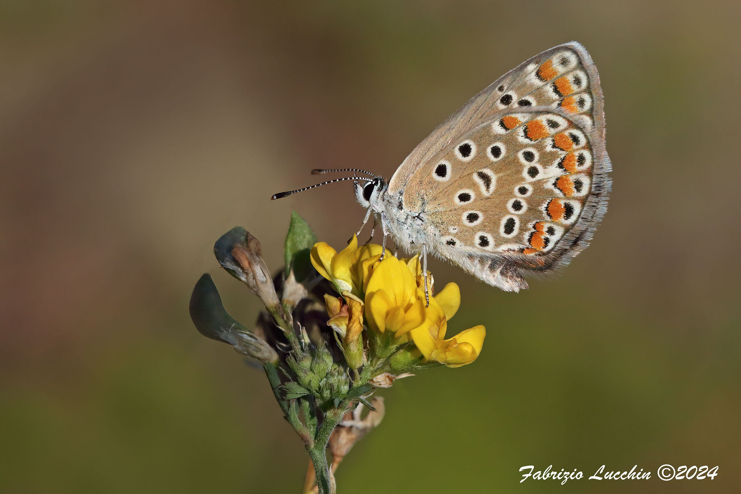 Polyommatus icarus