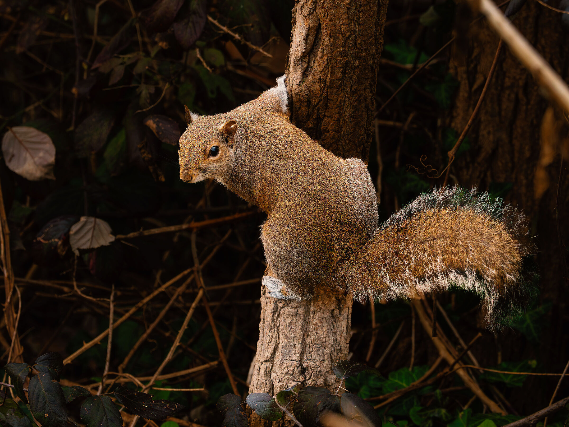 Squirrel