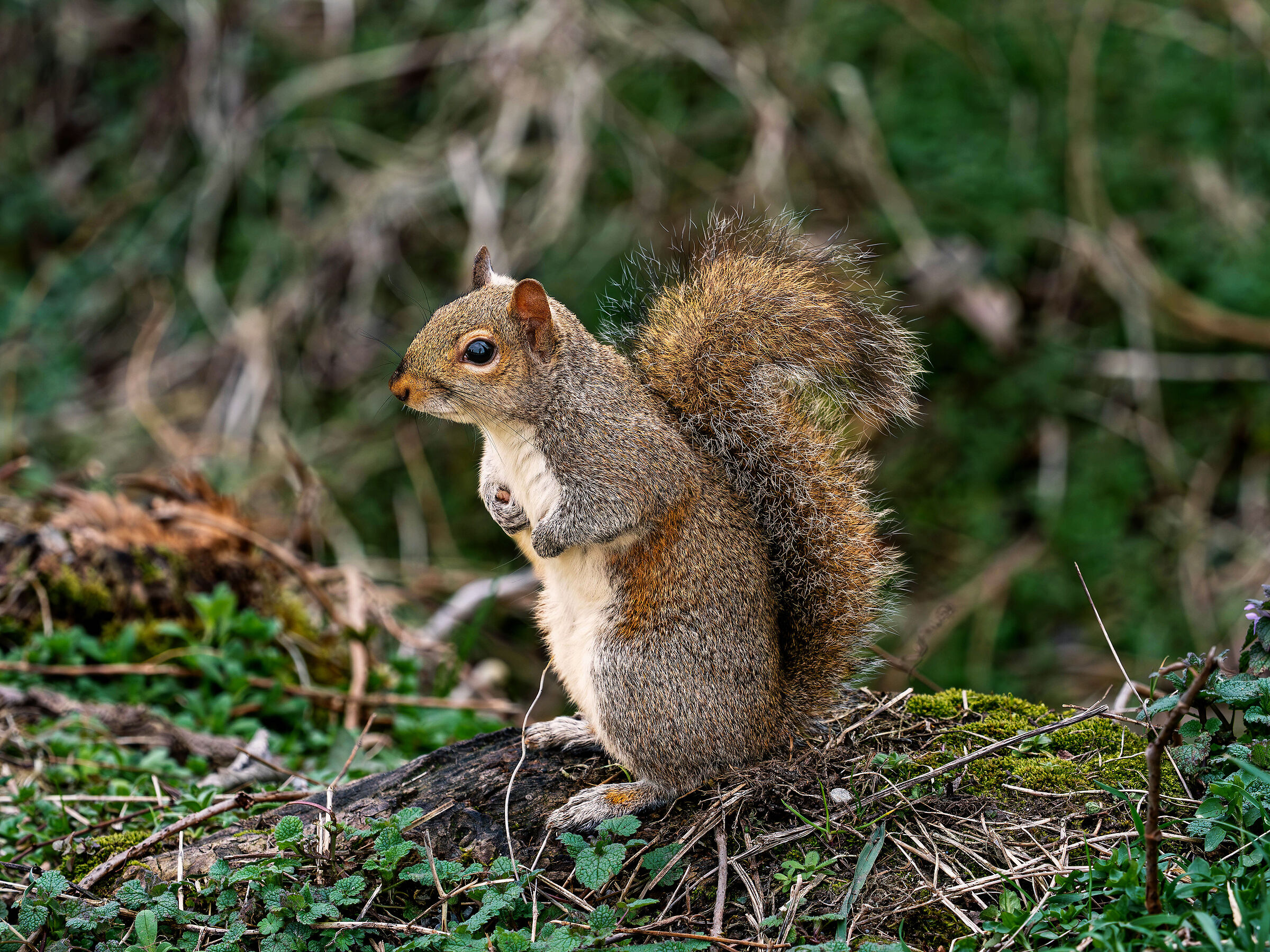 Squirrel
