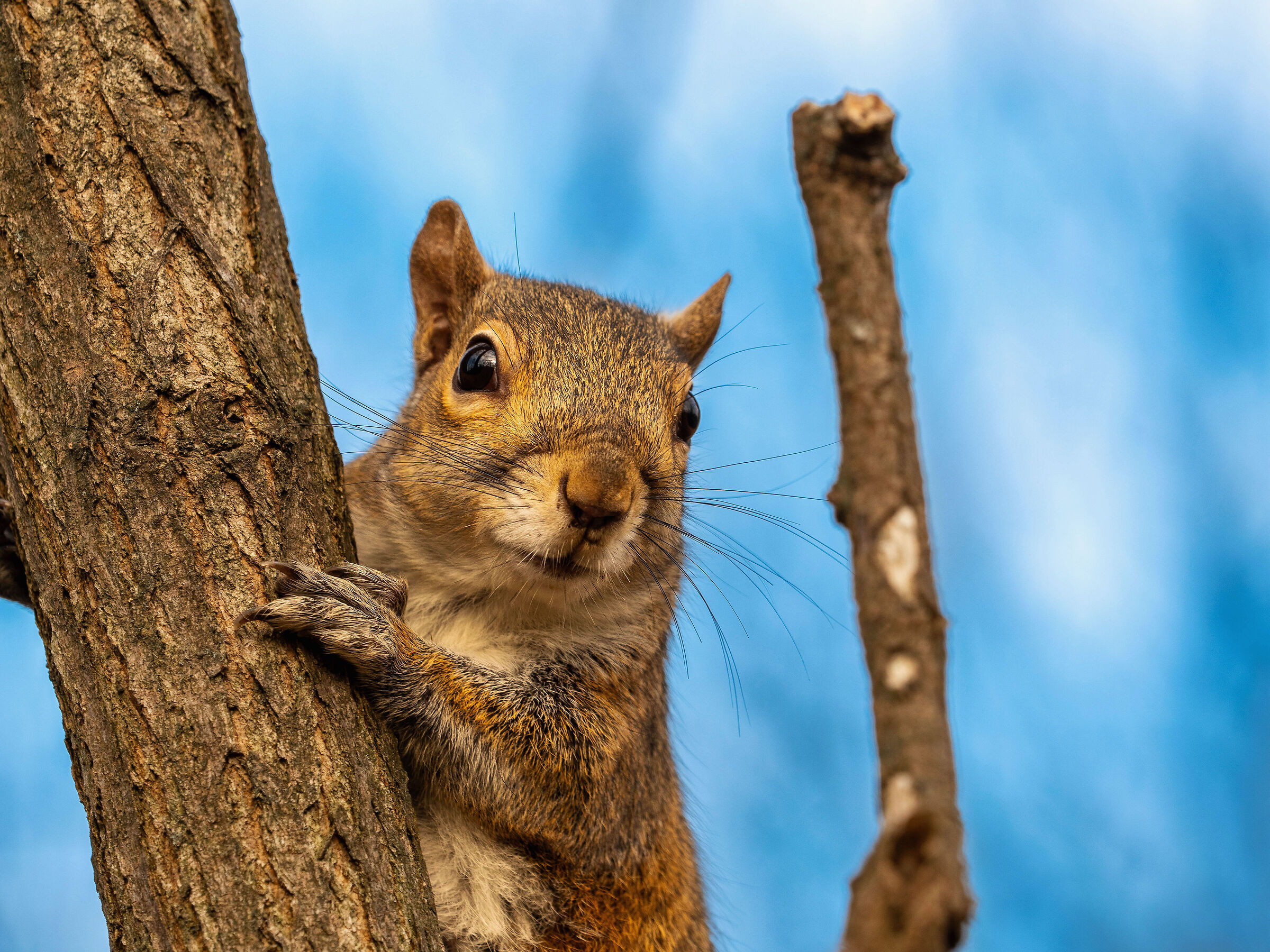 Squirrel