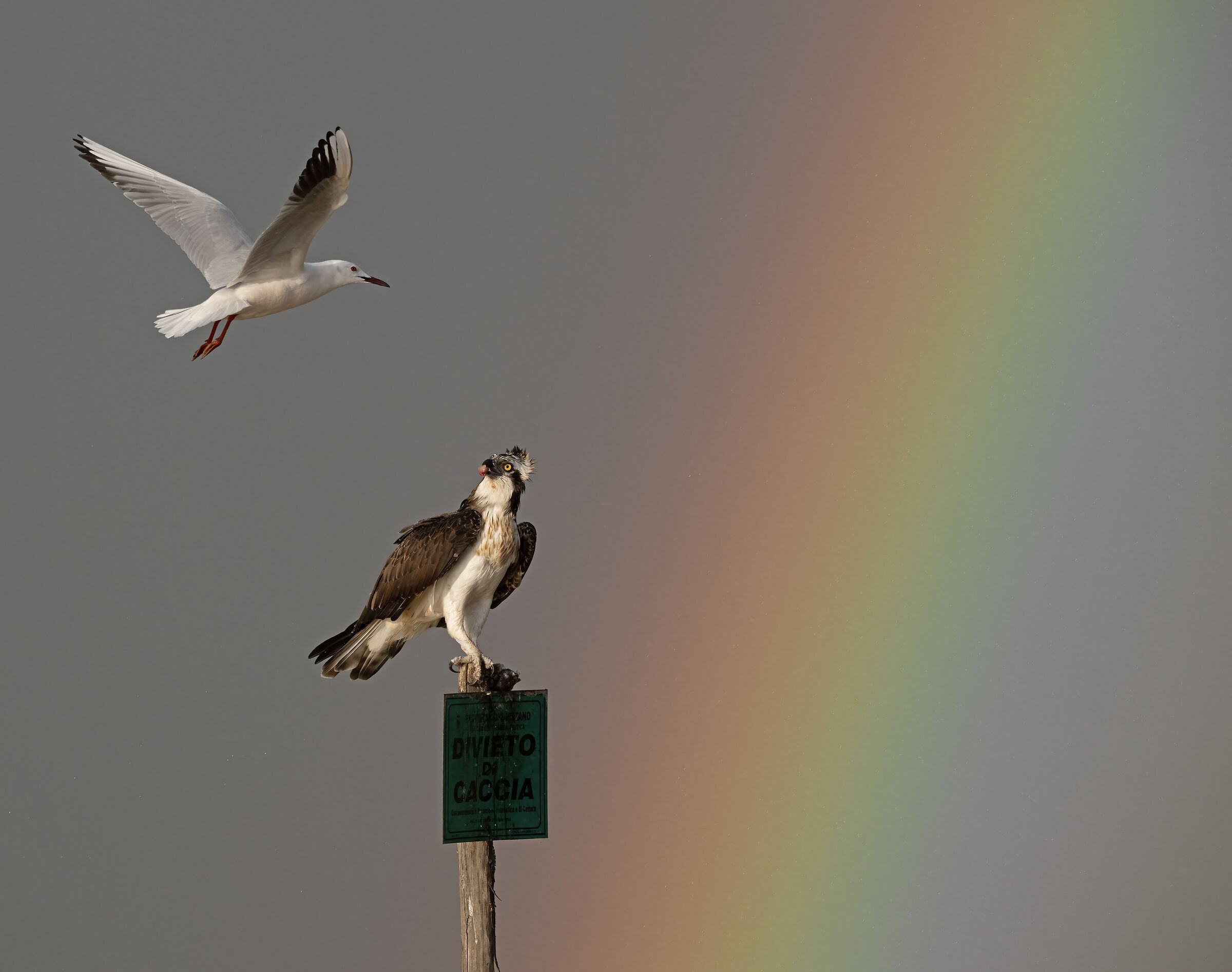 The falcon, the seagull and the rainbow