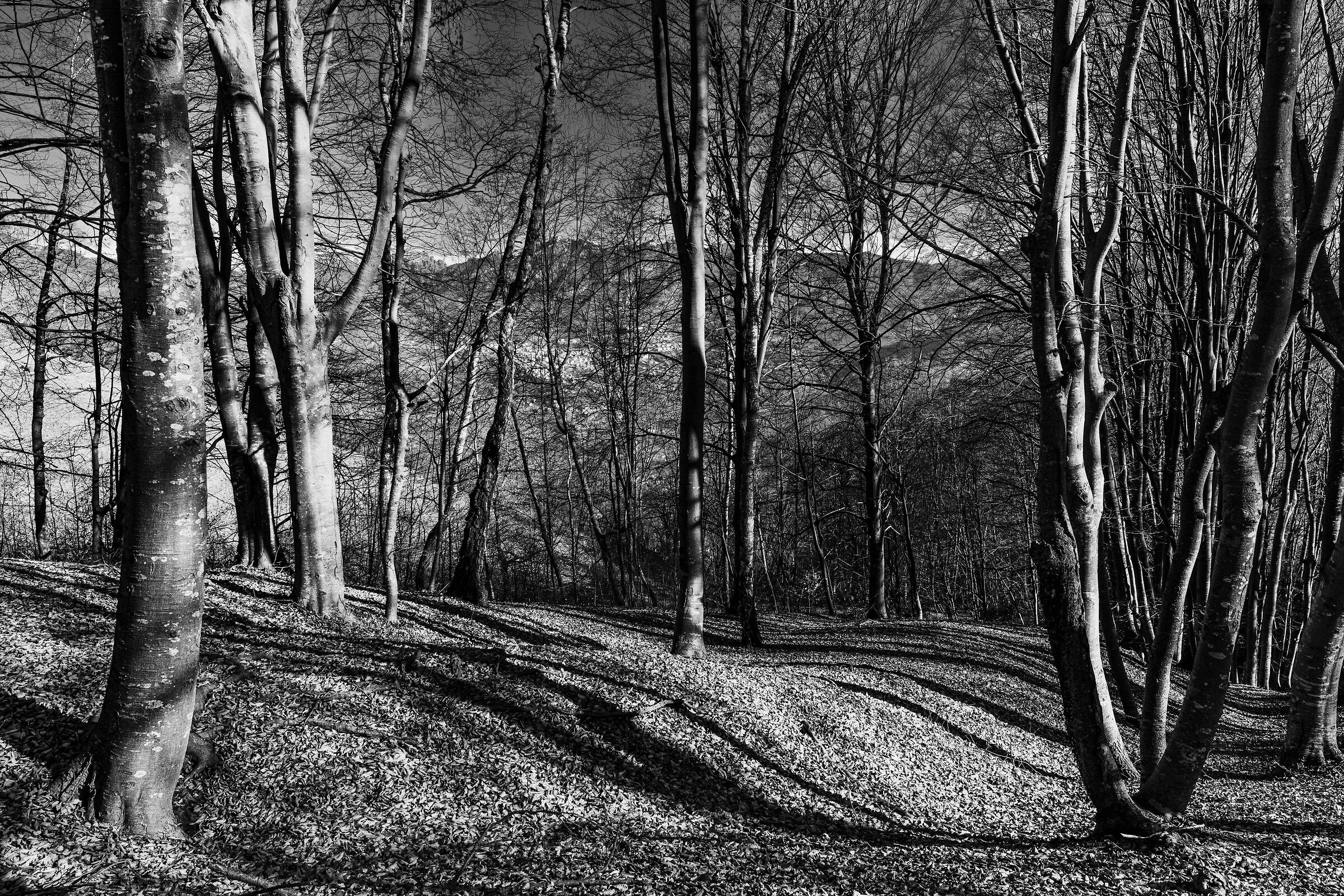 The shadows of the forest
