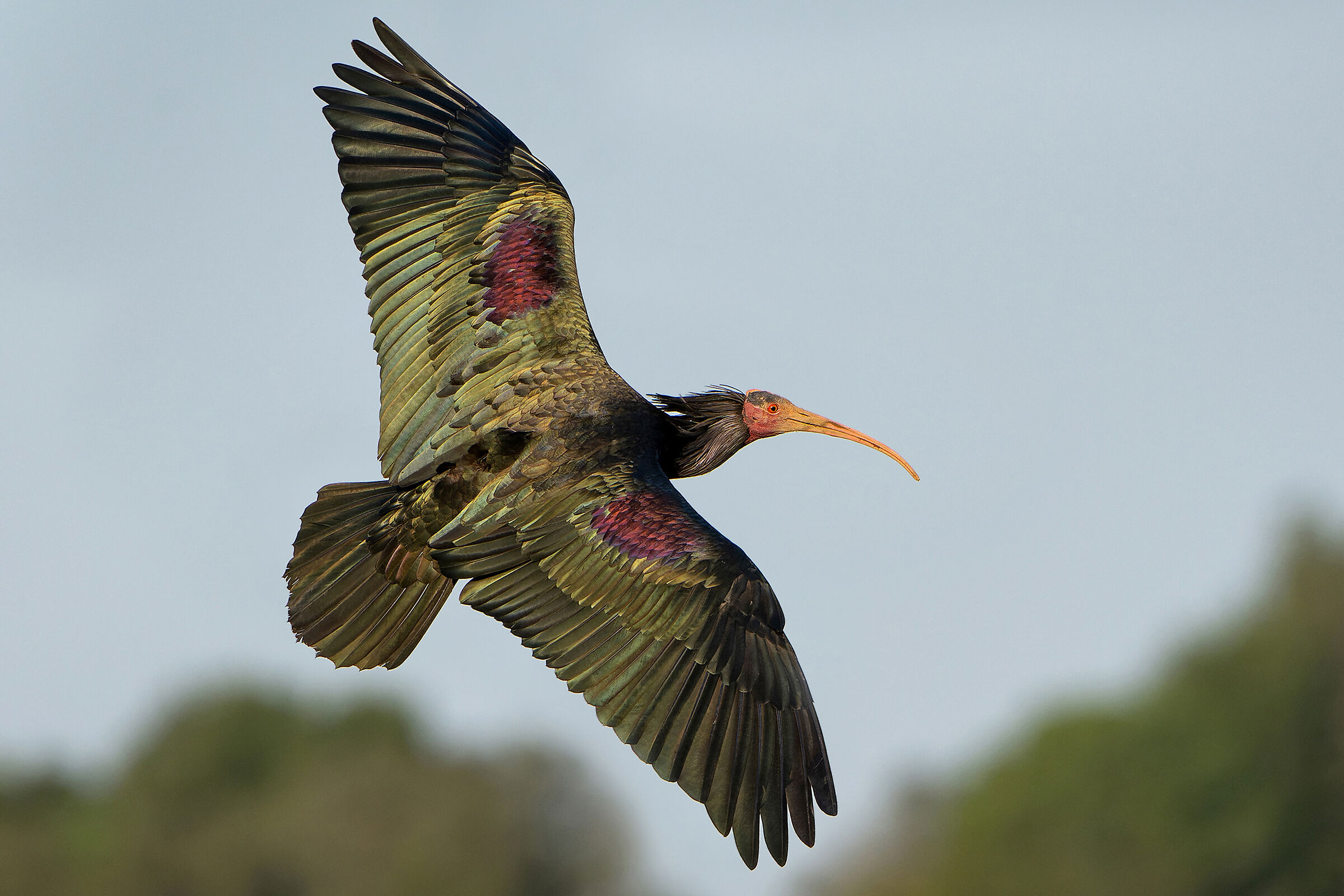 La bellezza dell'Ibis