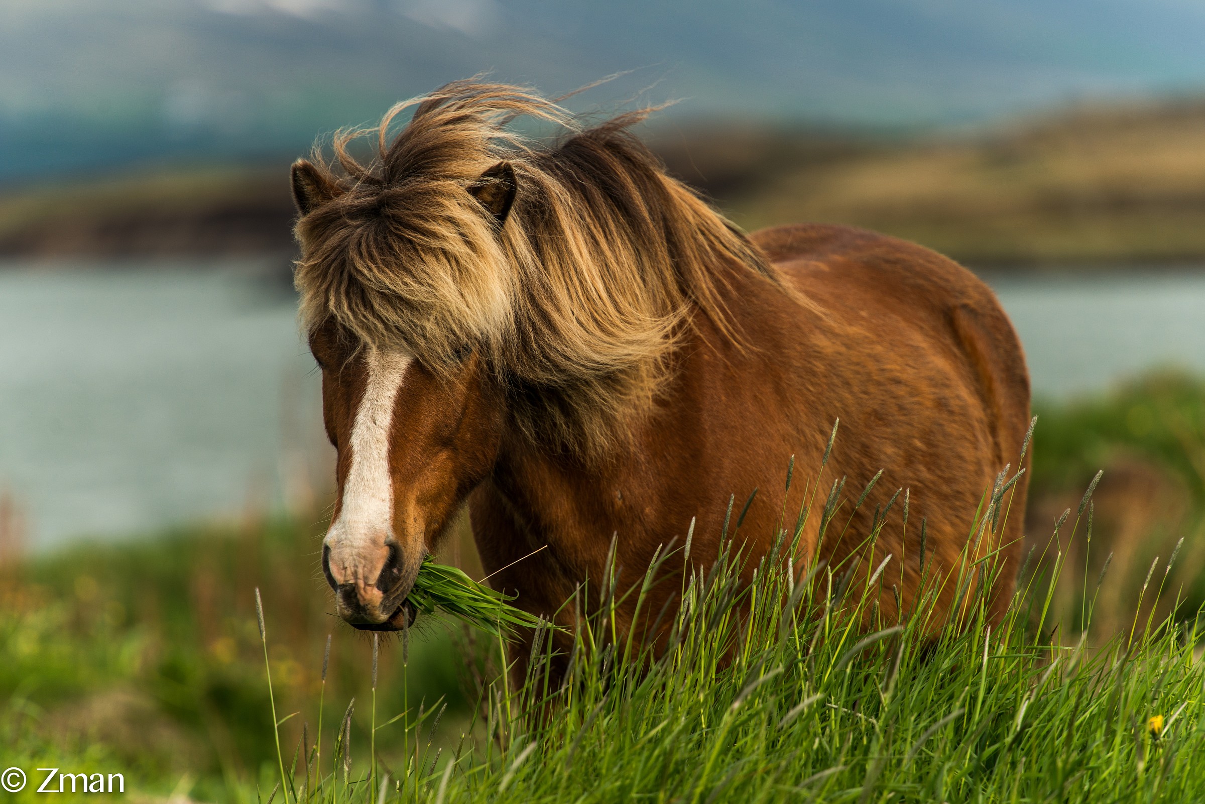 Cavallo islandese Coming From Hair Dresser