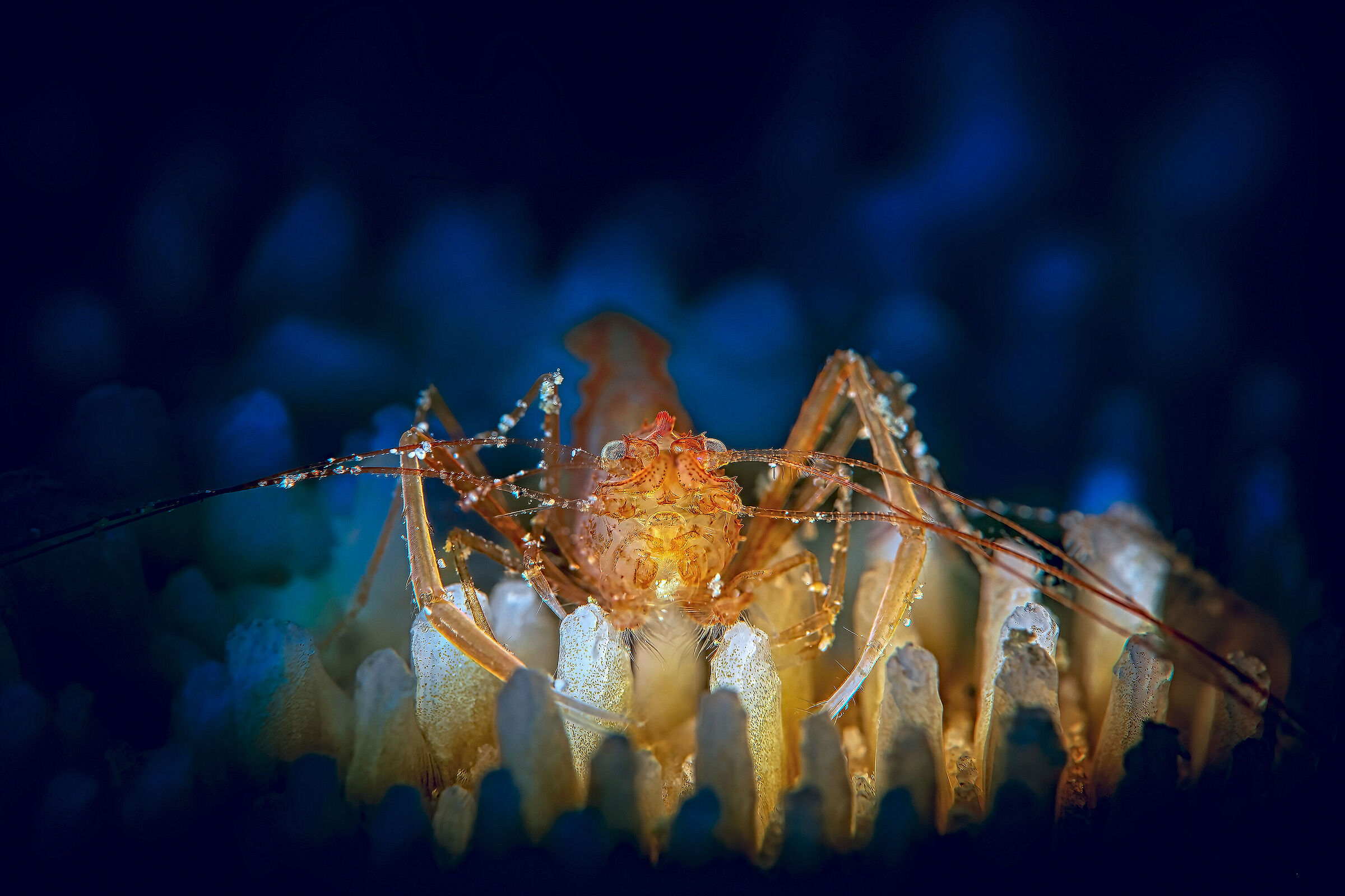 shrimp  Bali Tulamben