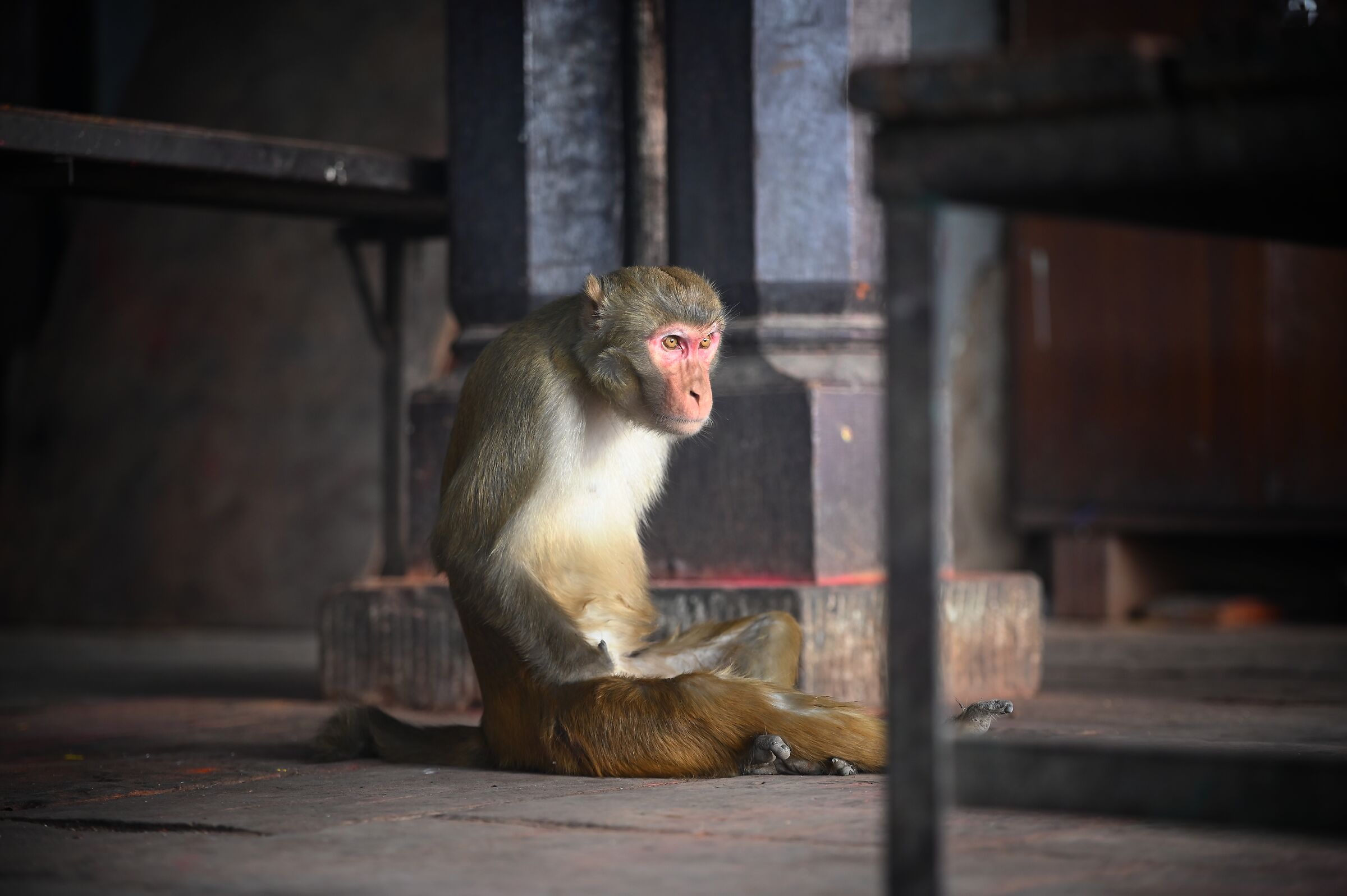 Monkey Yogi