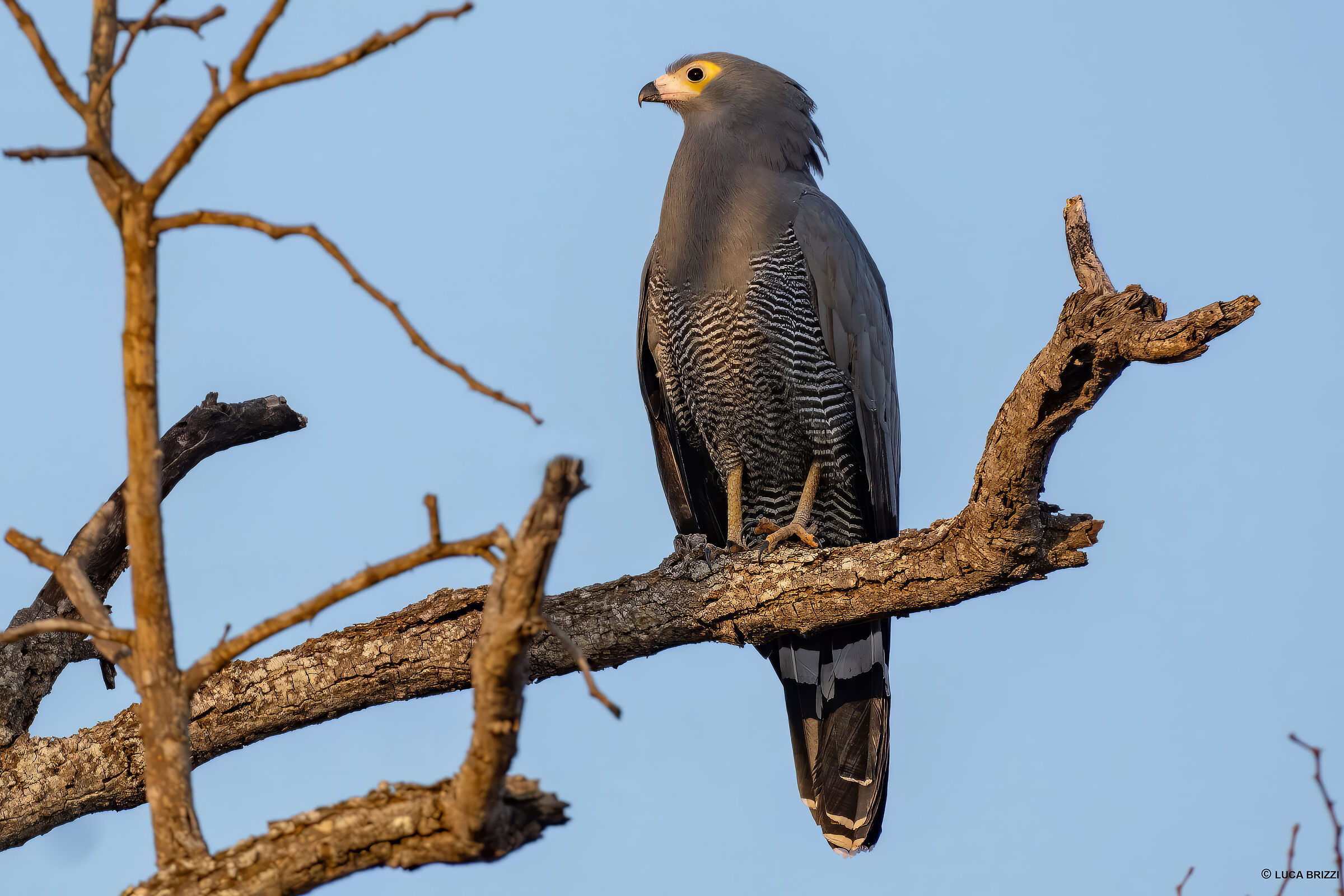 African harrier-hawk