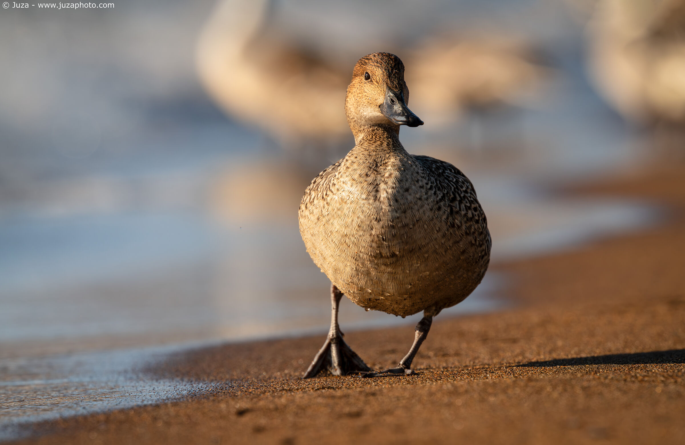 Northern Pintail (Anas acuta)