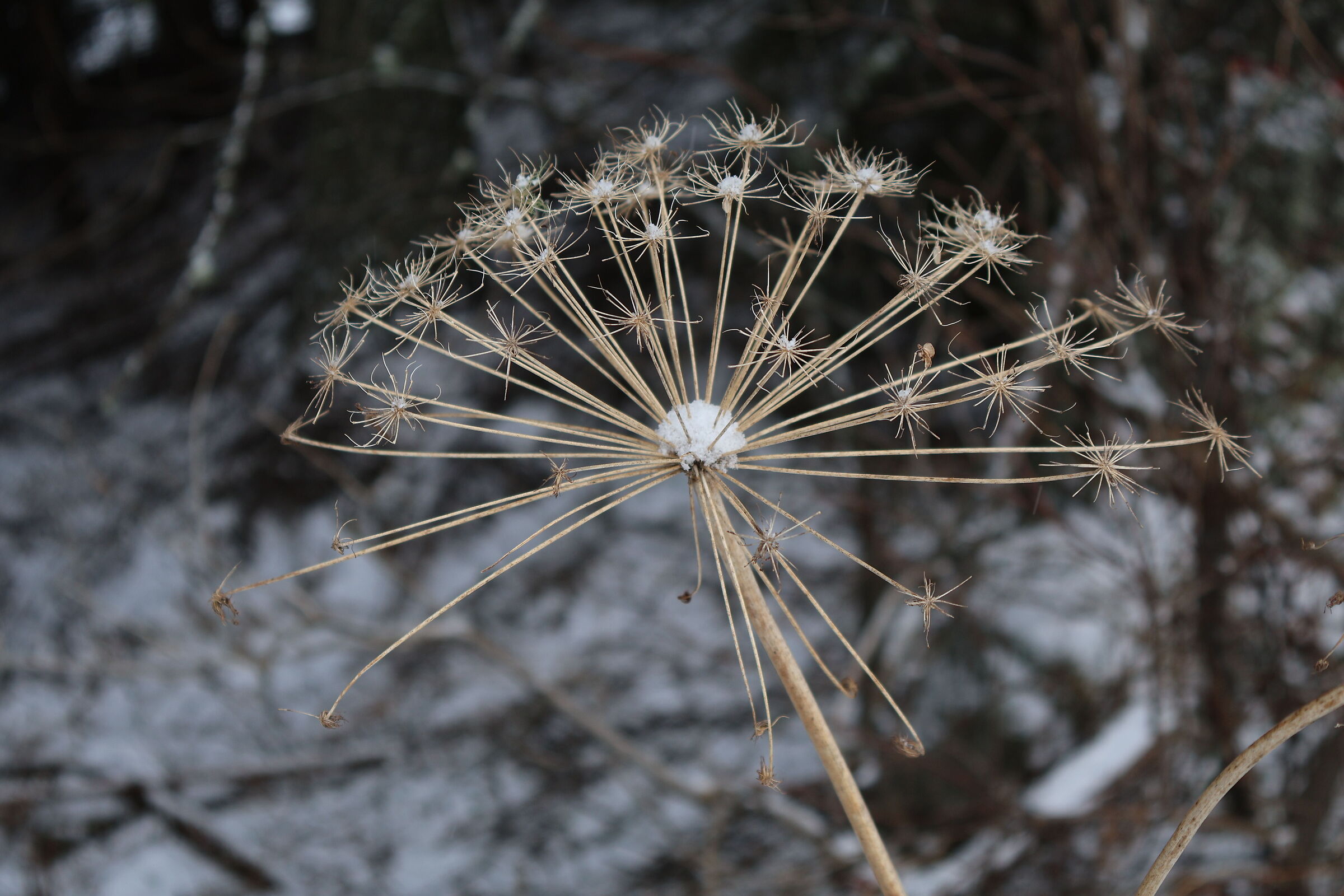 Snow-Flowered Macro