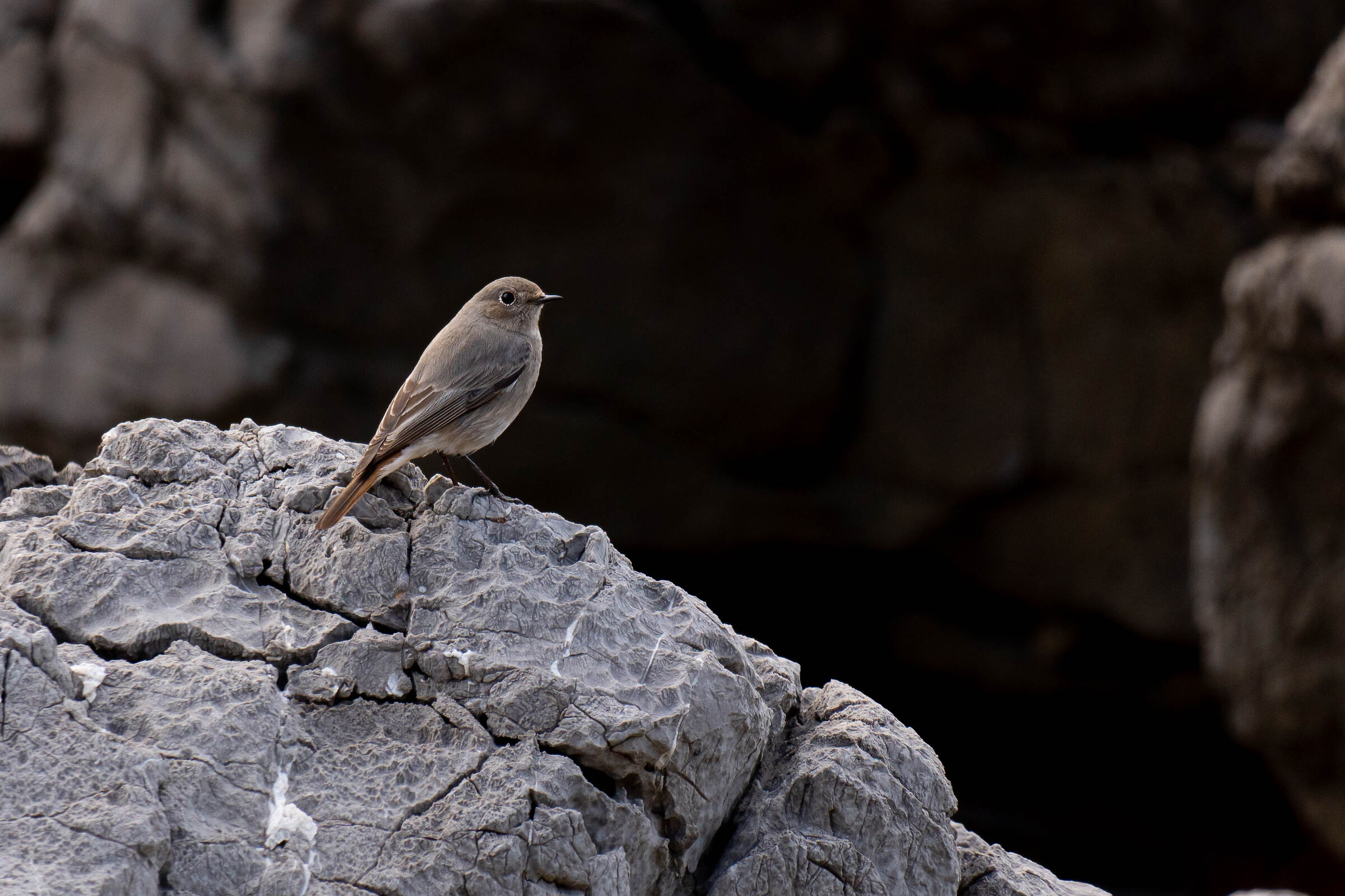 Codirosso spazzacamino