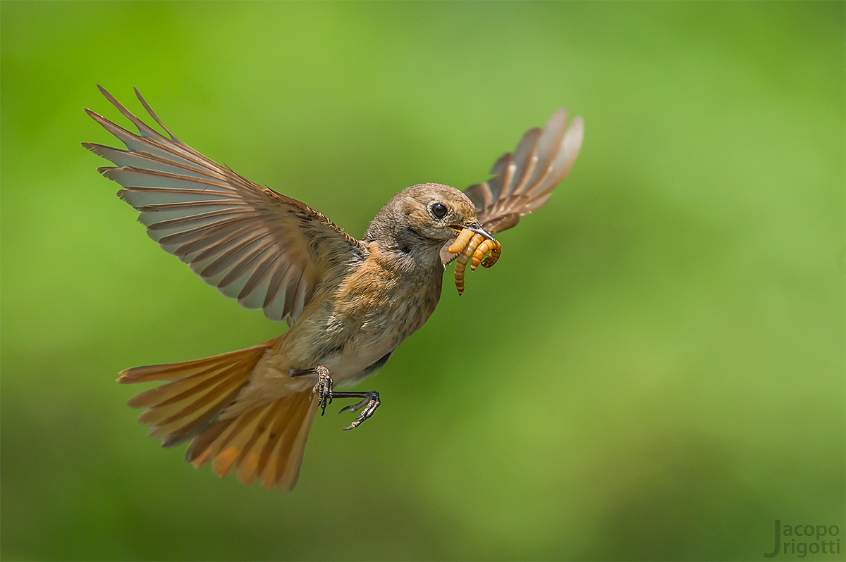 Redstart female